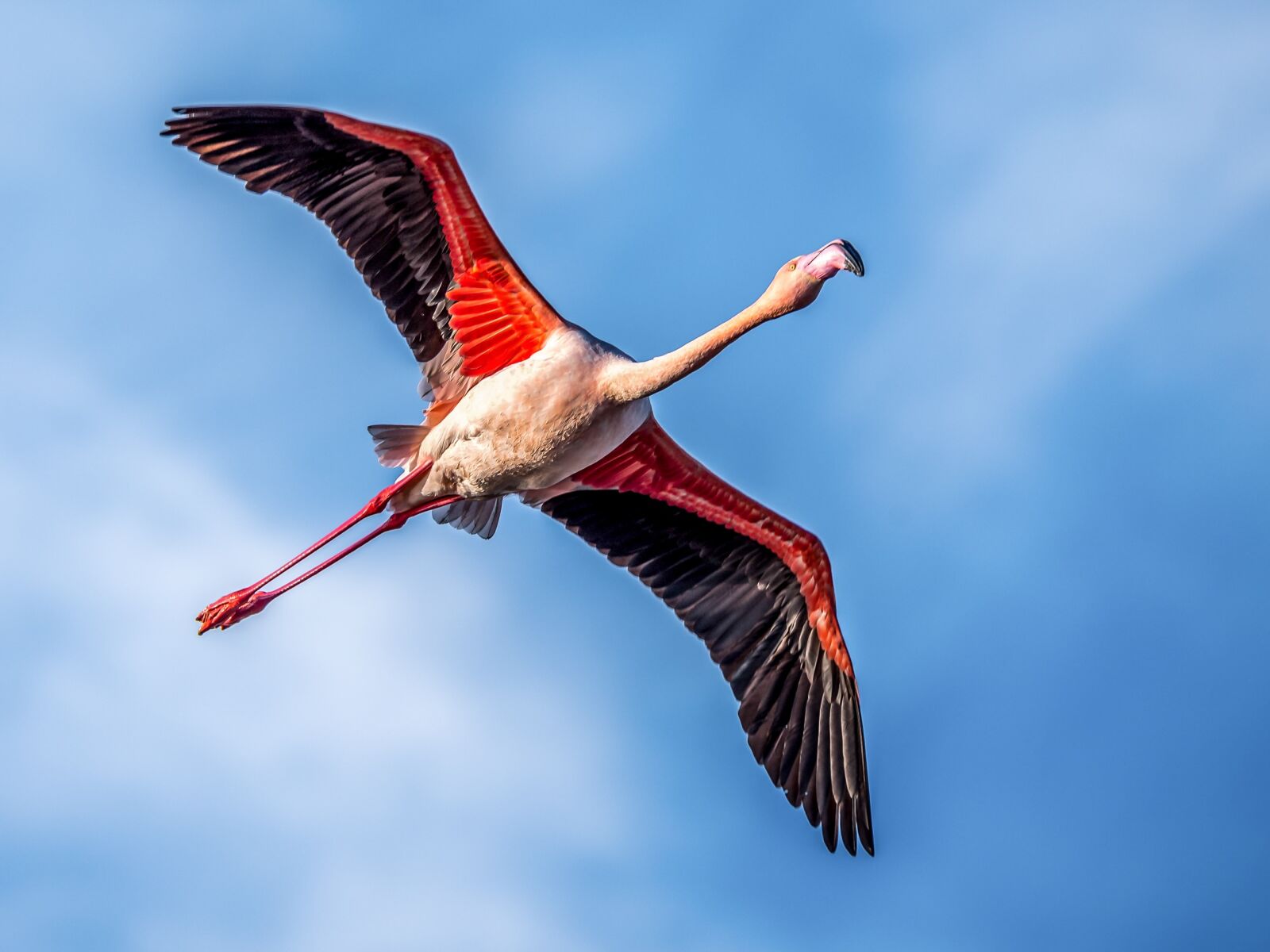Nikon D750 sample photo. Bird, nature, camargue photography