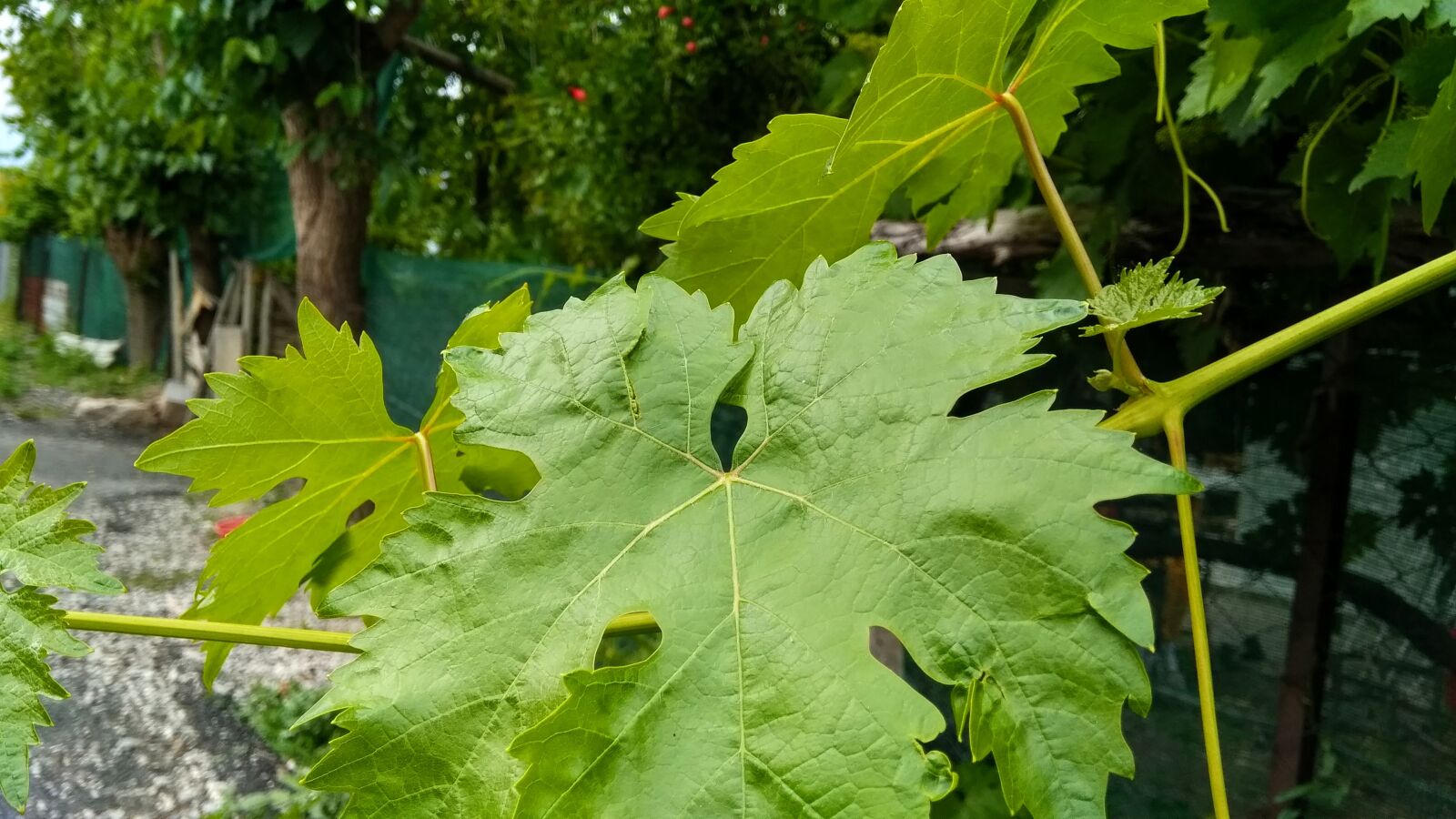 General Mobile GM 5 Plus sample photo