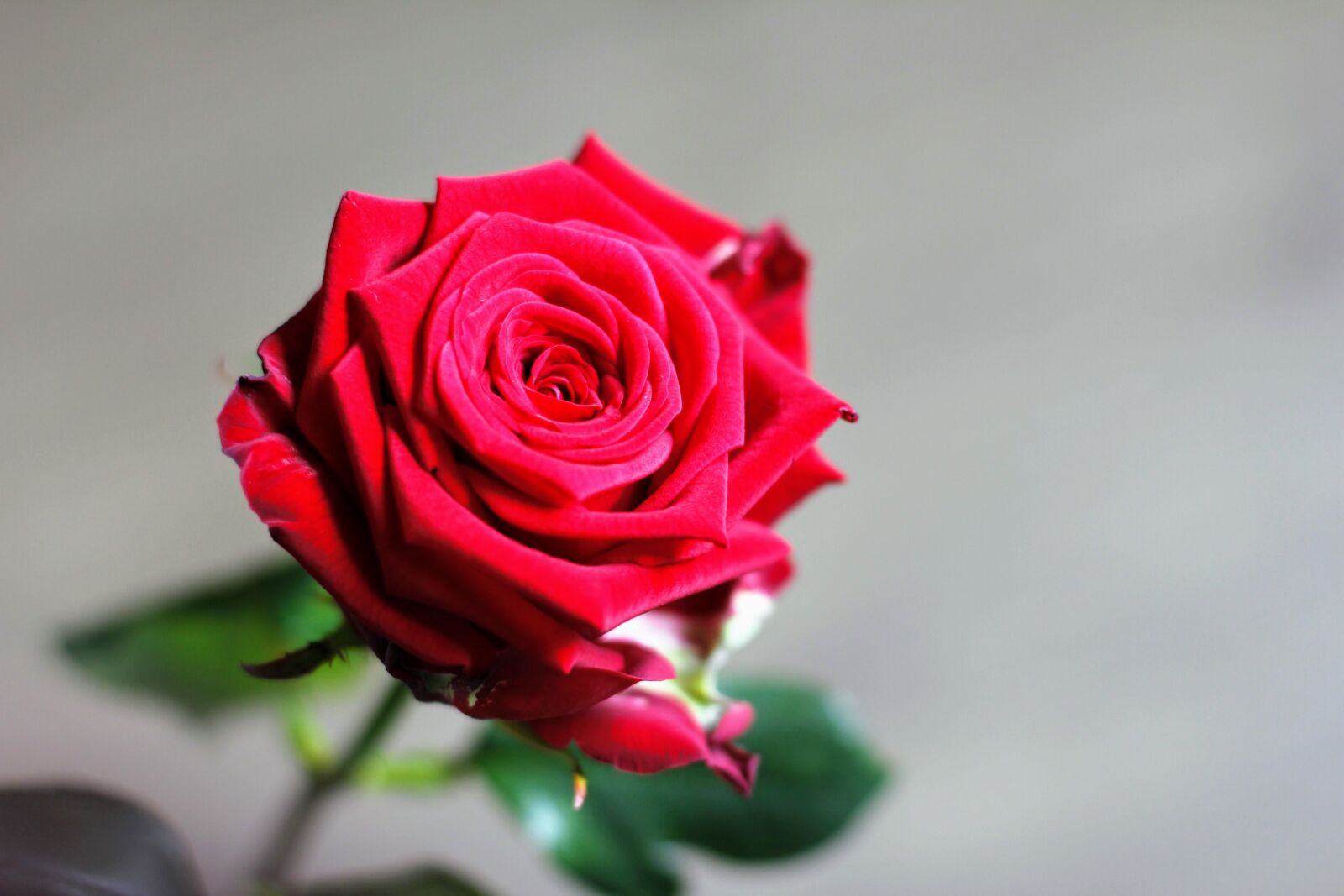 Canon EOS 60D + Canon EF 50mm F1.4 USM sample photo. Rose, love, valentine's day photography