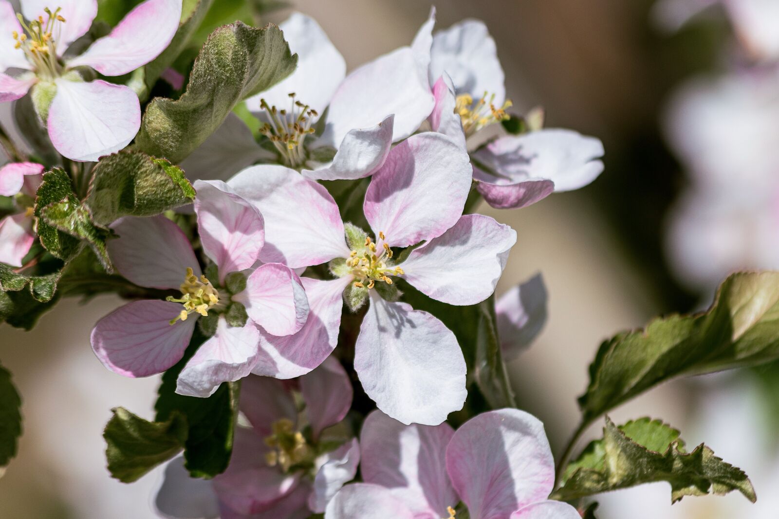 Canon EF 70-300mm F4-5.6 IS USM sample photo. Apple blossom, blossom, bloom photography