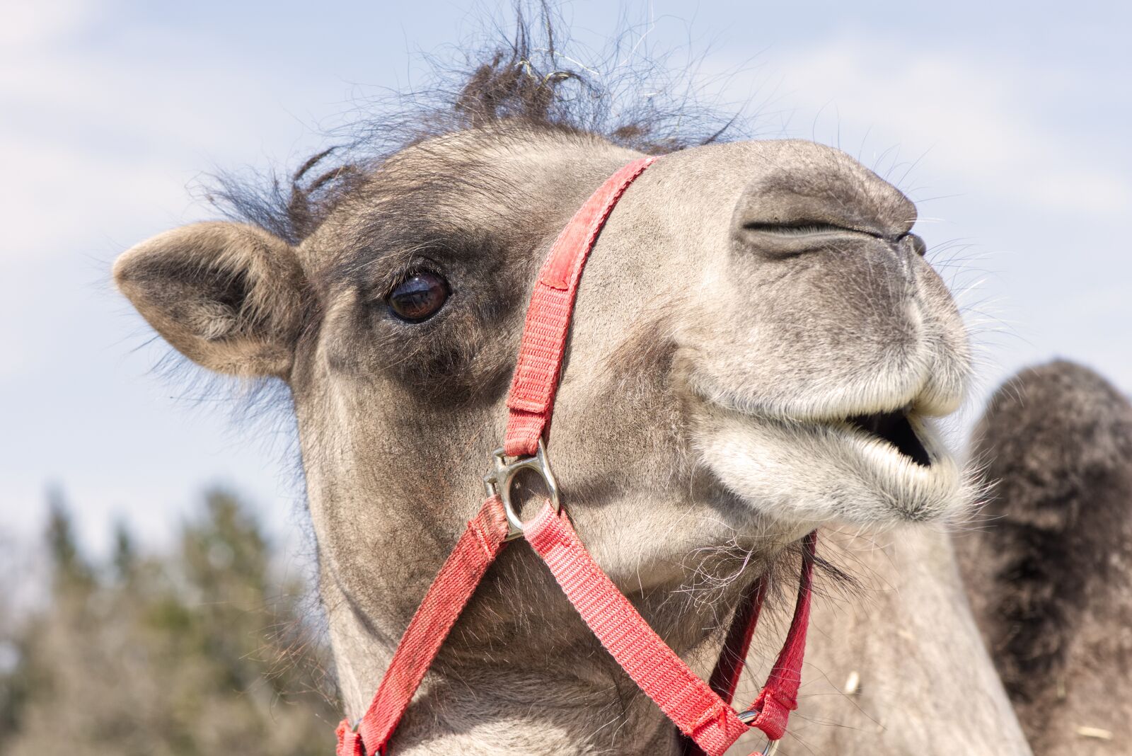 Nikon D7200 sample photo. Camel, animal photography, animal photography
