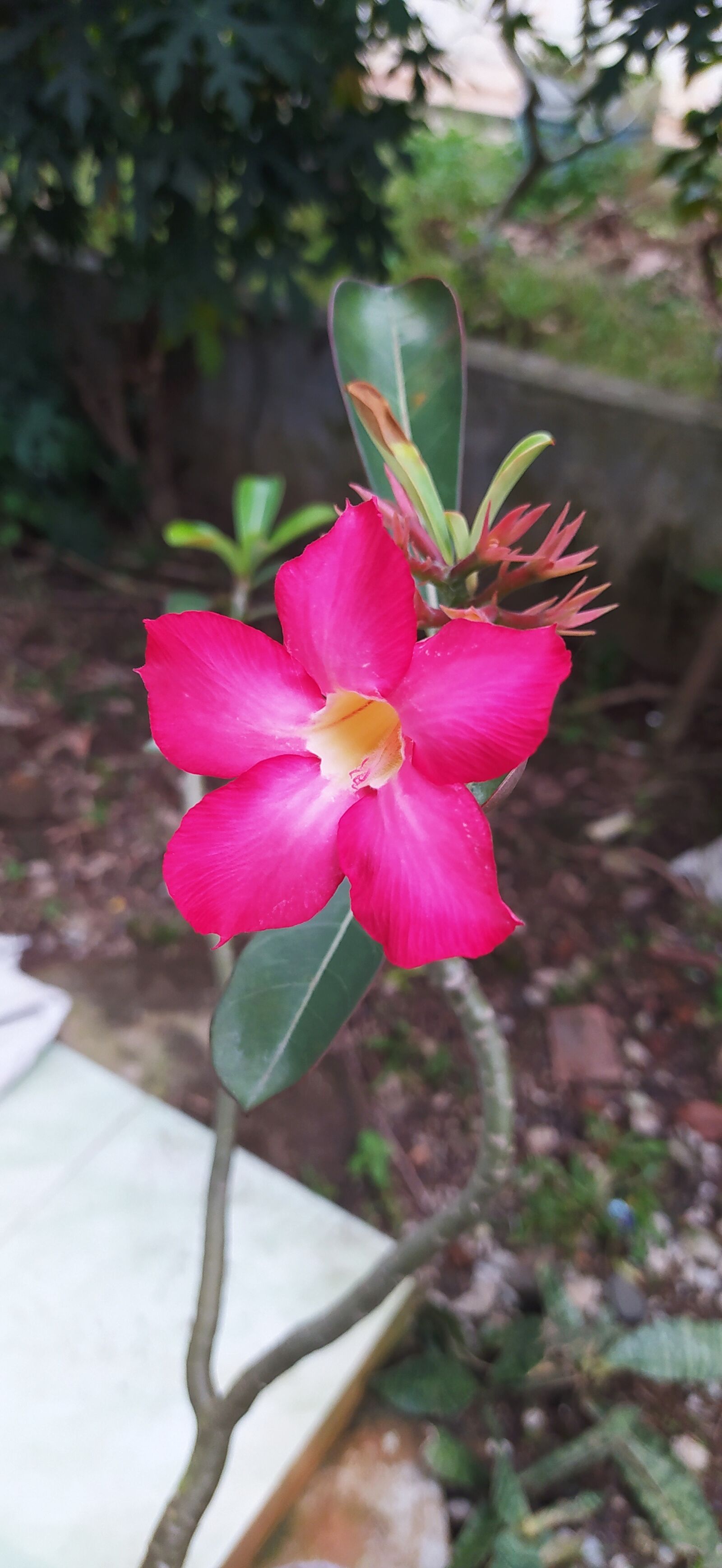 Xiaomi Redmi Note 8 sample photo. Cambodia, flowers, beautiful photography