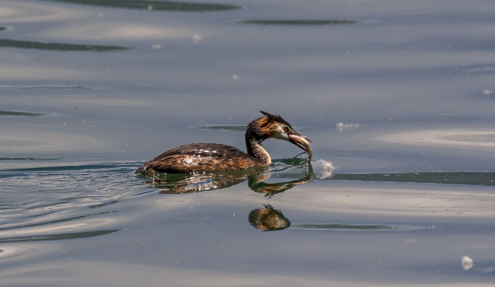 Nikon D7200 sample photo. Bird, fish, nature photography