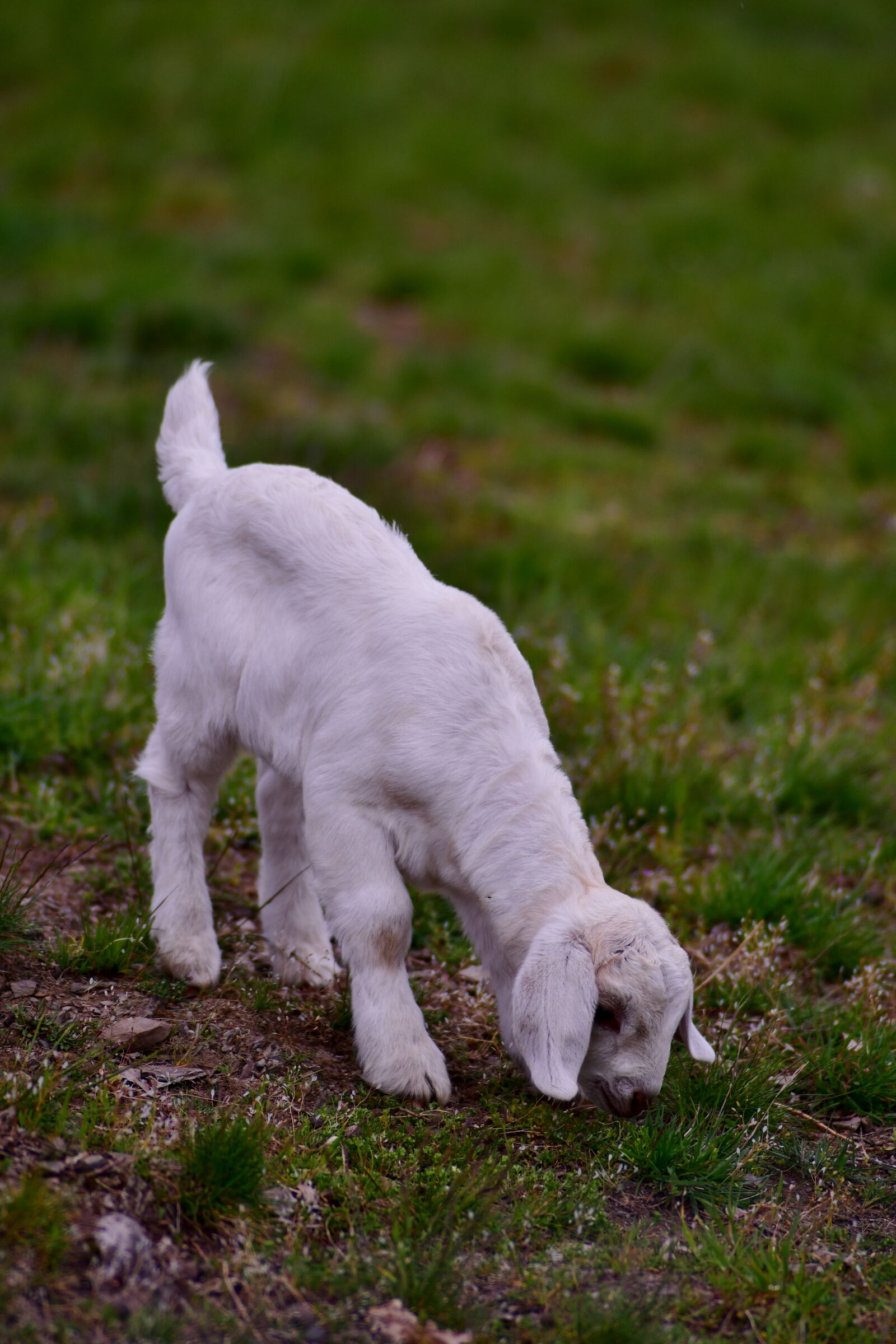 Nikon D500 sample photo. Kid, spring, outdoor life photography