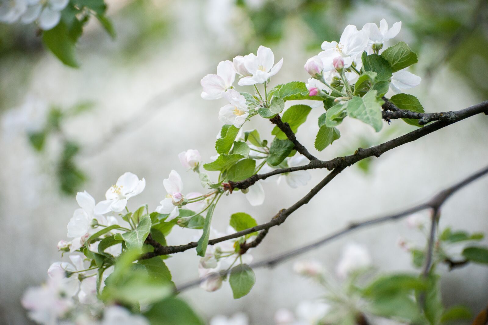 Nikon D700 sample photo. Spring, white flowers, may photography