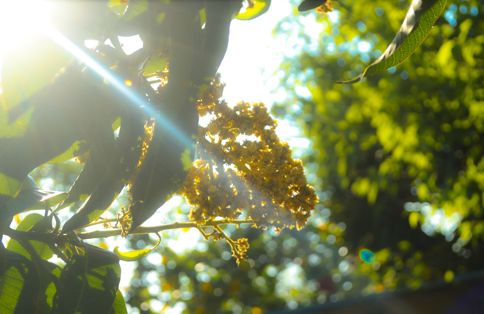 Nikon D3100 sample photo