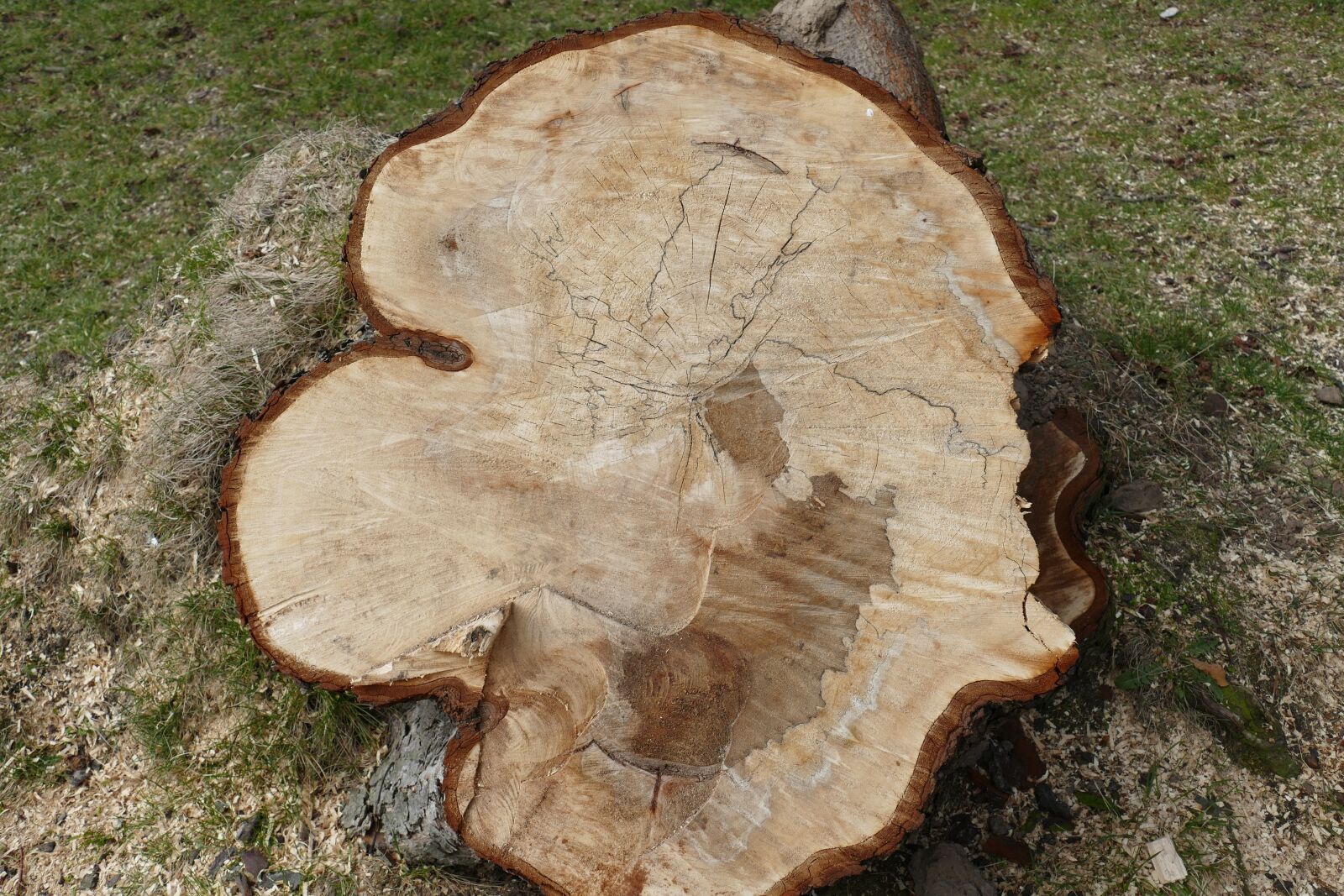 Panasonic Lumix DMC-FZ1000 sample photo. Nature, log, annual rings photography