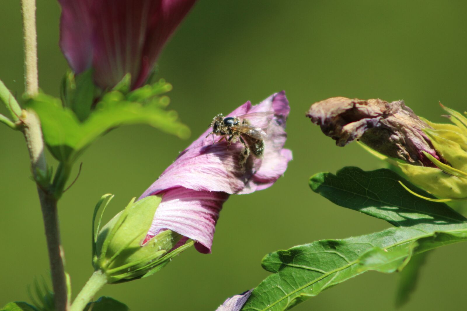 Canon EF75-300mm f/4-5.6 sample photo. Bee, nature, blossom photography
