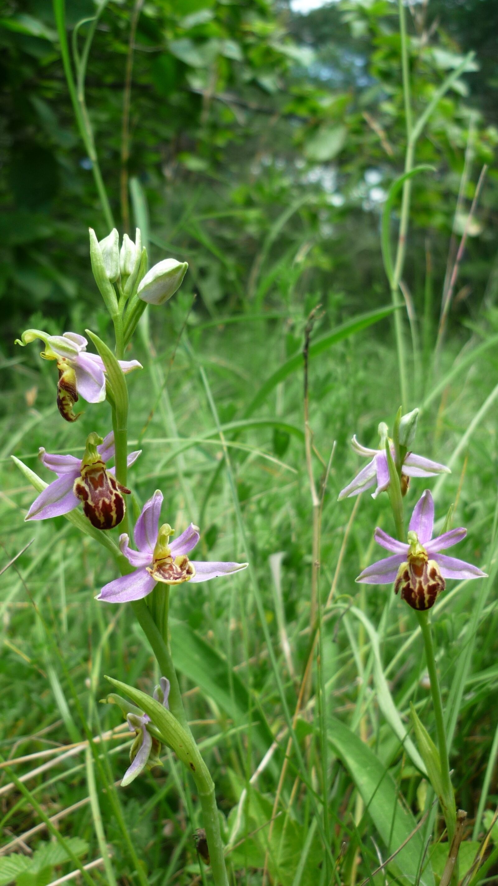 Panasonic Lumix DMC-FS6 sample photo. Bee orchid, next, variety photography