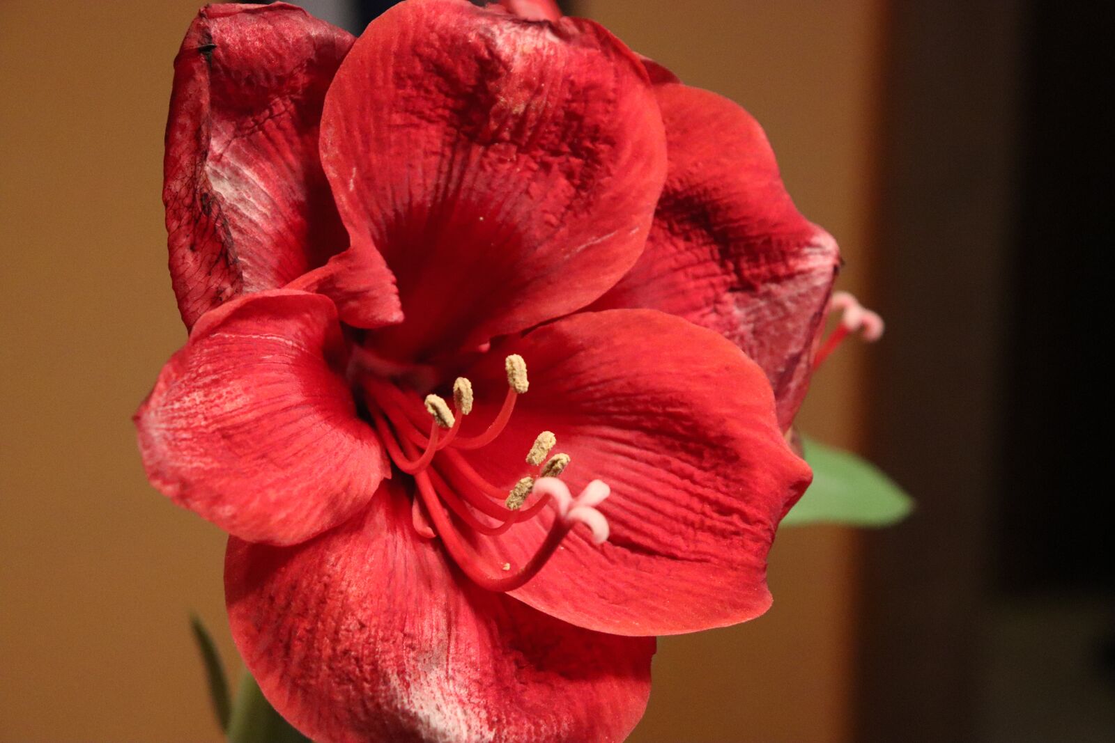 Canon EOS 200D (EOS Rebel SL2 / EOS Kiss X9) sample photo. Flower, red, nature photography