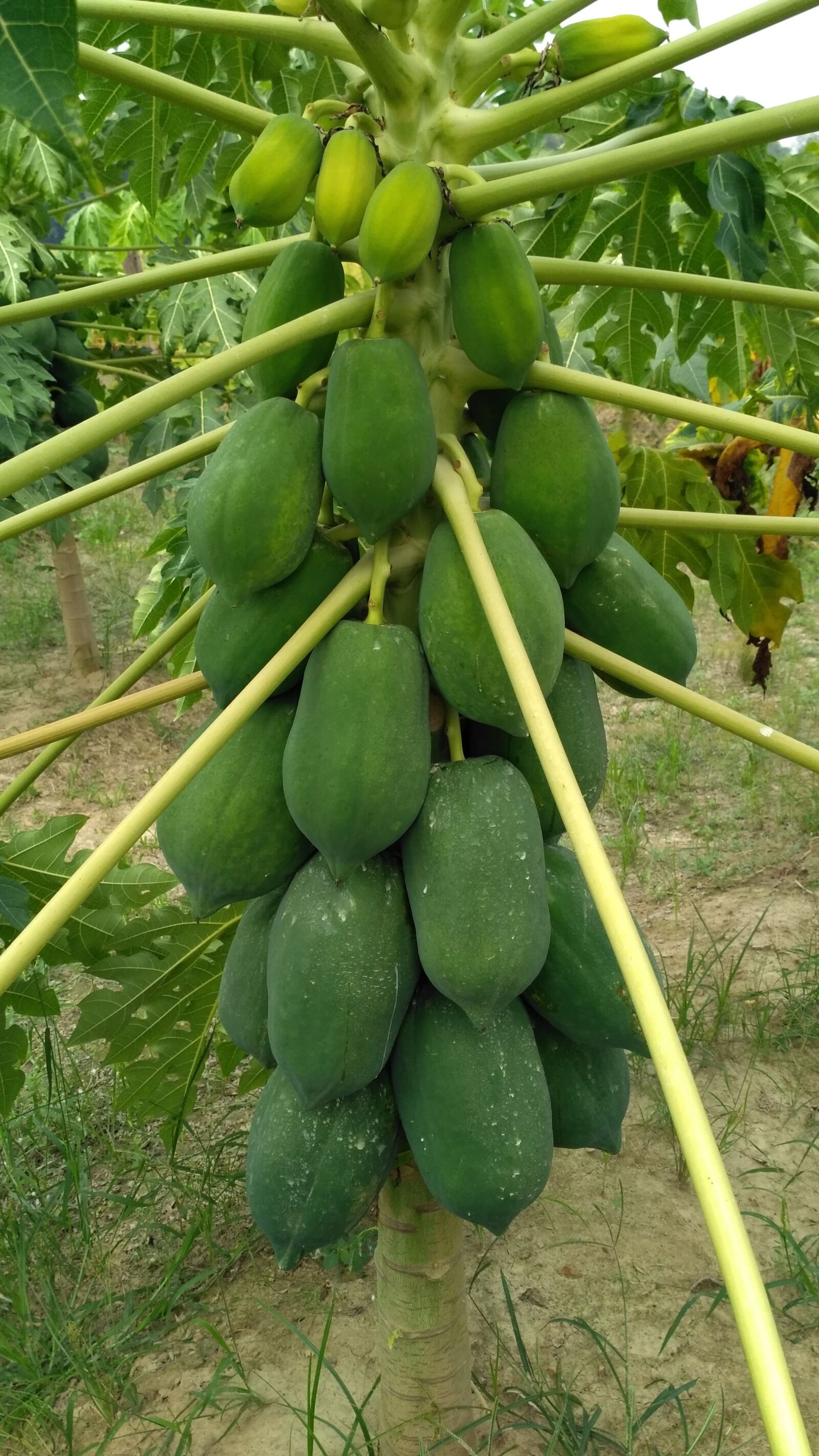 Xiaomi Redmi 3S sample photo. Papaya, fruit agriforming, india photography