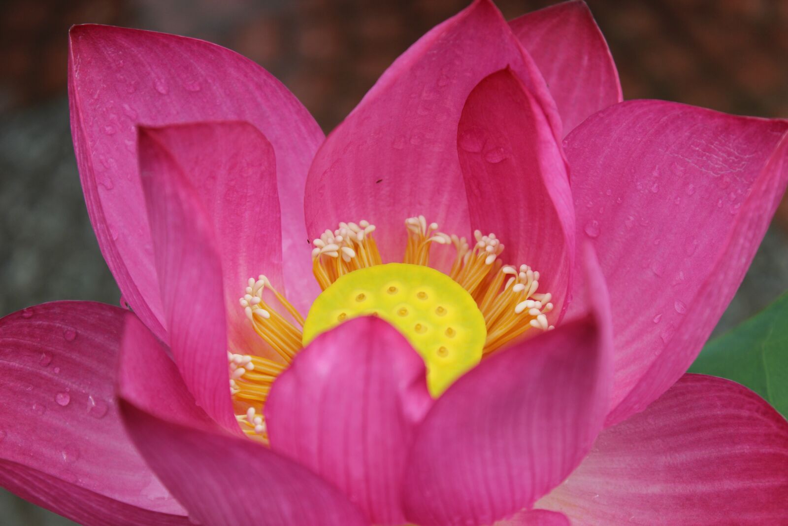 Canon EOS 600D (Rebel EOS T3i / EOS Kiss X5) sample photo. Flower, lotus, water lily photography