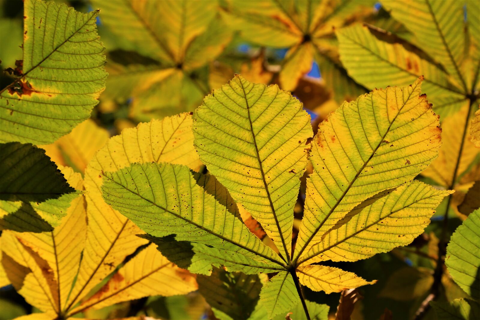 Canon EF 24-105mm F4L IS USM sample photo. The leaves are, autumn photography