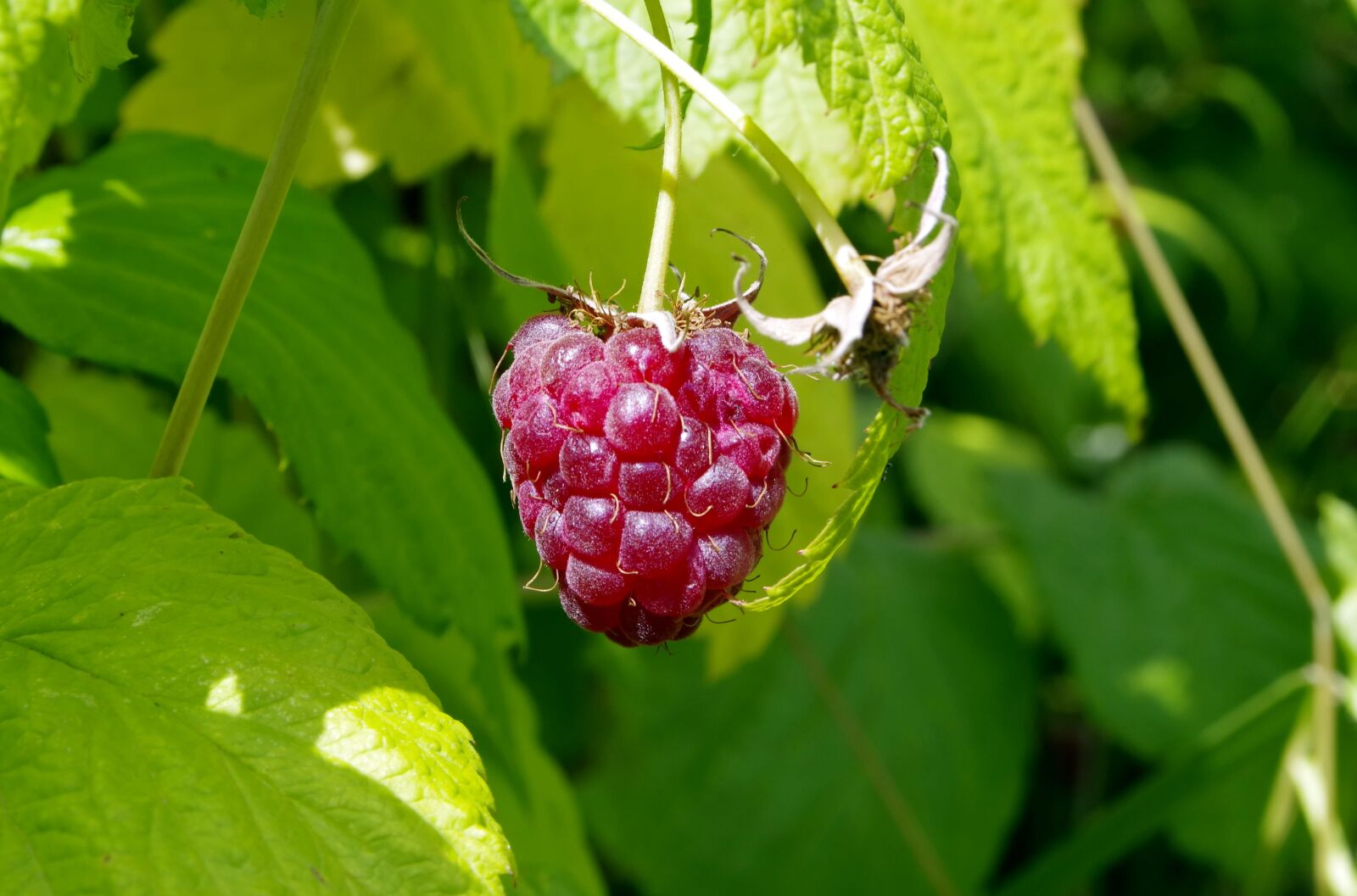 Pentax K-S2 sample photo. Malina, raspberries, fruit photography