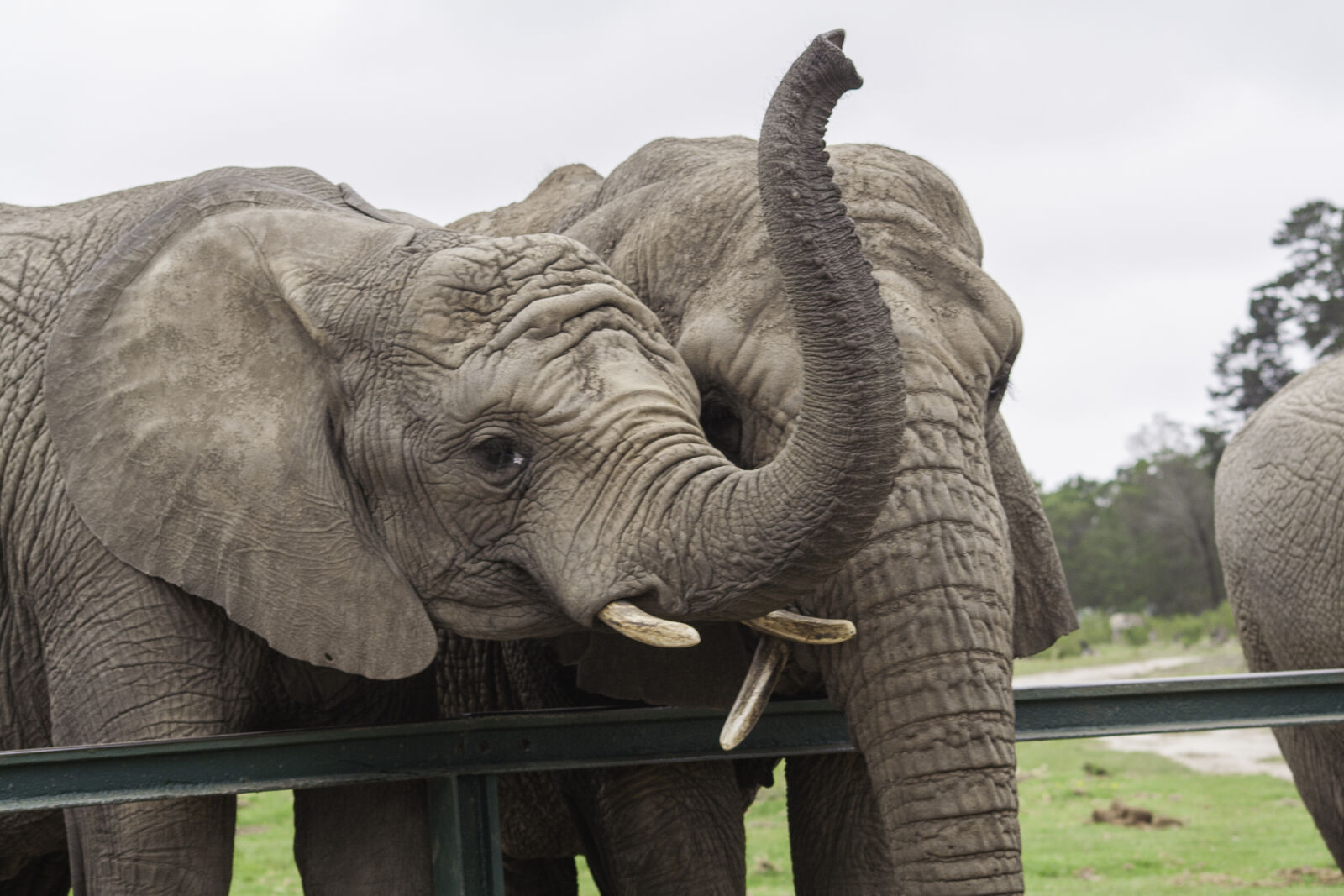 Canon EOS 350D (EOS Digital Rebel XT / EOS Kiss Digital N) sample photo. Elephant, elephant, trunk, south photography