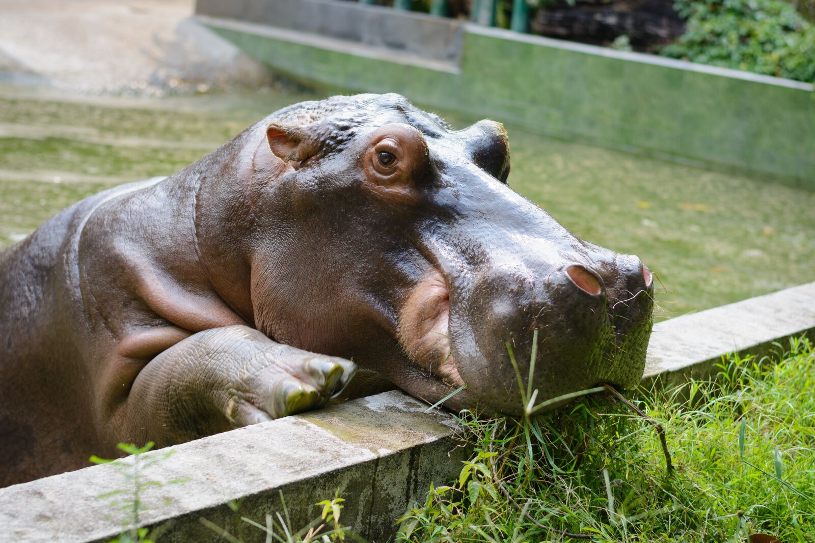 Nikon D7100 sample photo. Hippo, animal, zoo photography