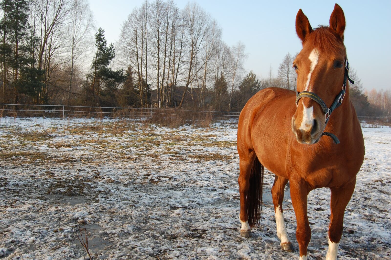 Nikon D40 sample photo. The horse, winter, pasture photography