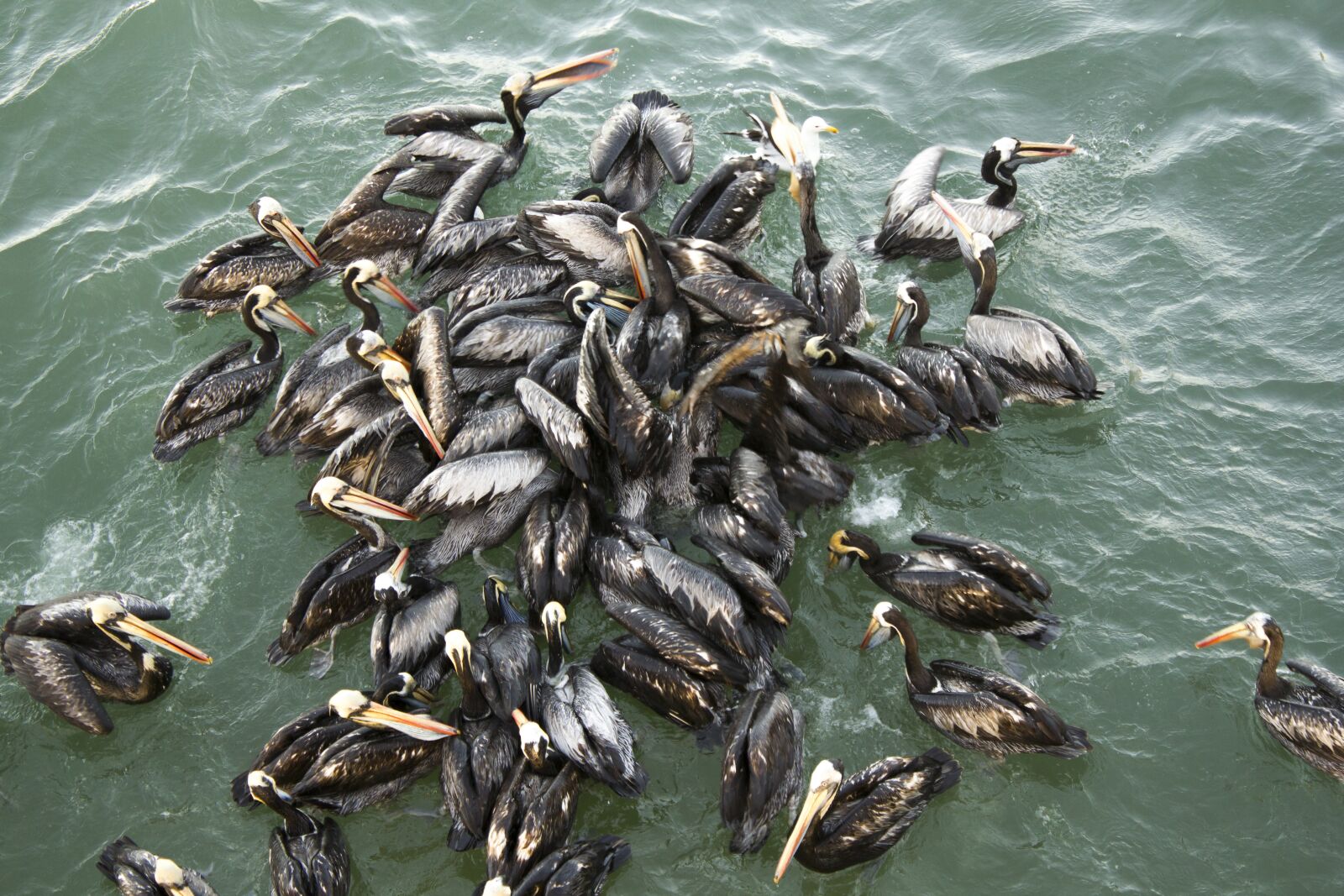 Canon EOS 550D (EOS Rebel T2i / EOS Kiss X4) sample photo. Pelicans, sea, nature photography