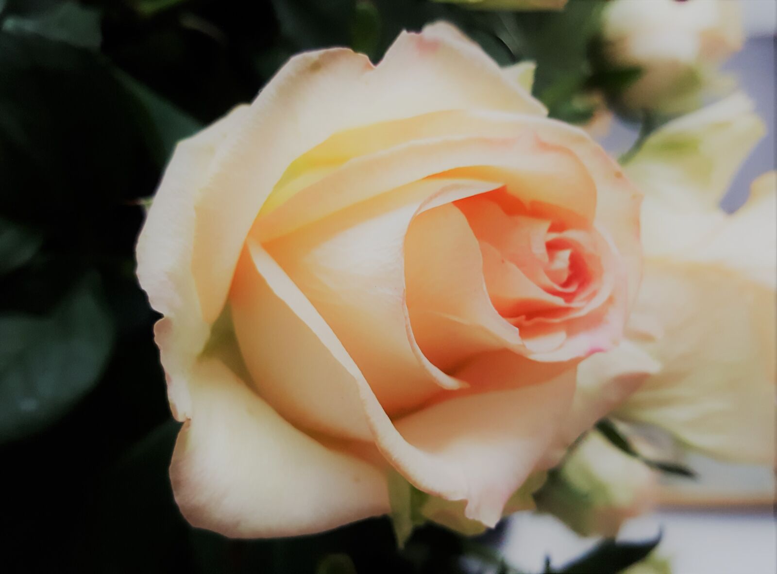 Samsung Galaxy S6 sample photo. Flora, flower, rose photography