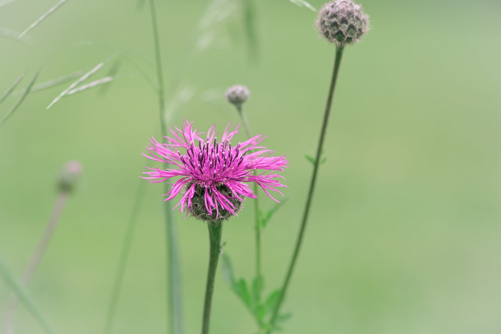 Nikon D750 sample photo. Knapweed, flower, pink photography