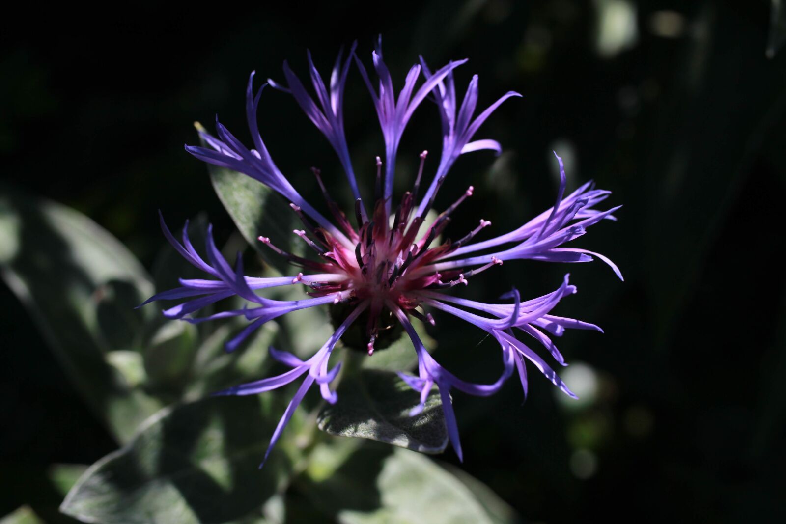 Canon EF-S 35mm F2.8 Macro IS STM sample photo. Cornflower, blue, blossom photography