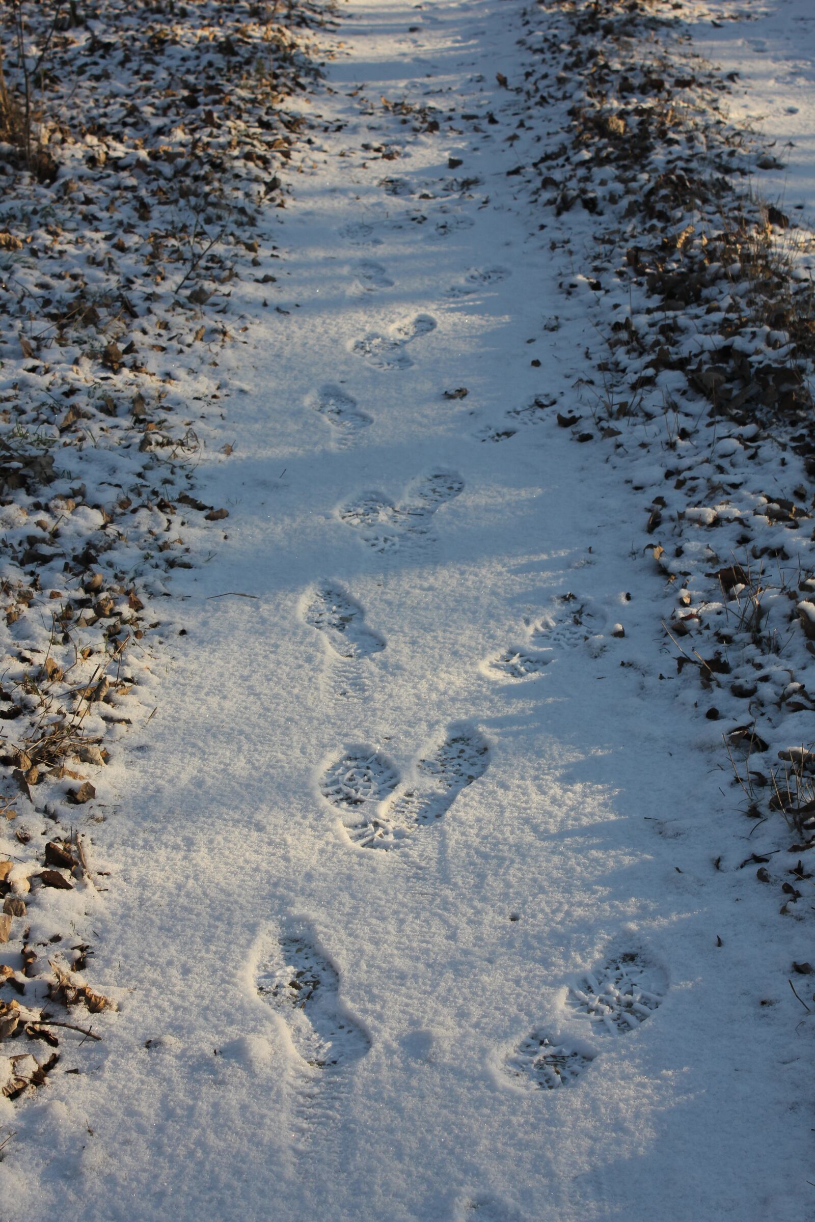 Canon EOS 550D (EOS Rebel T2i / EOS Kiss X4) sample photo. Tracks, path, forest photography
