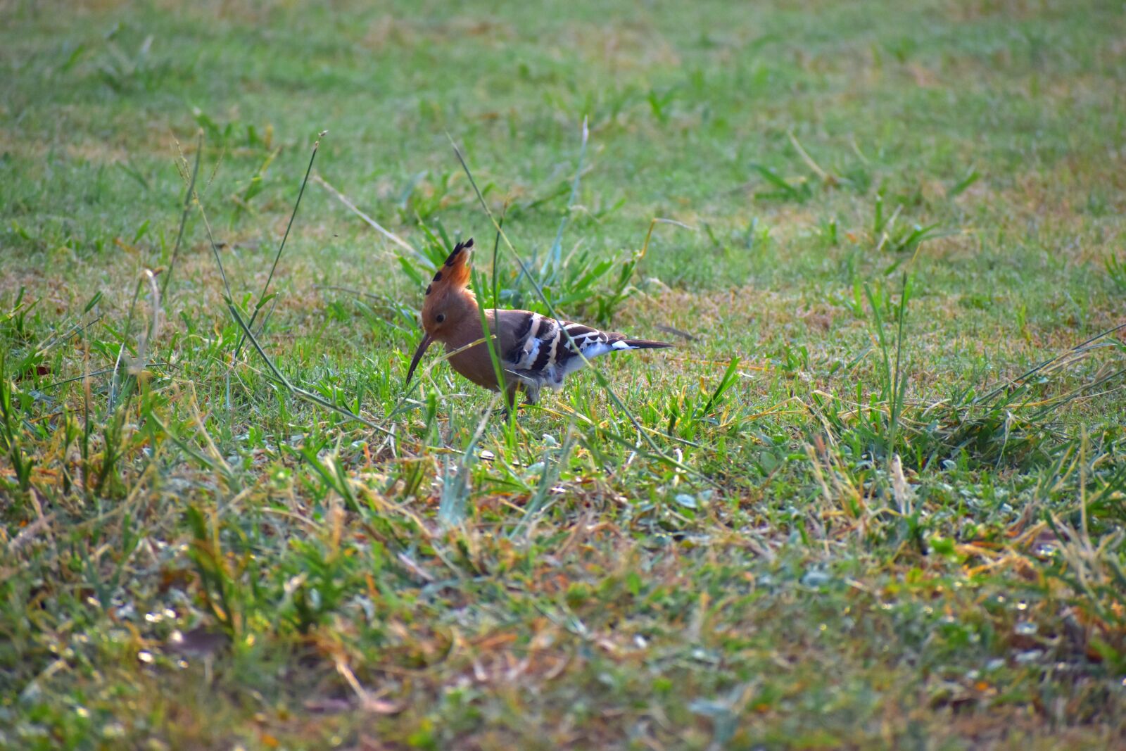 Nikon D5600 sample photo. Hoopoe bird, douchiphat, bird photography