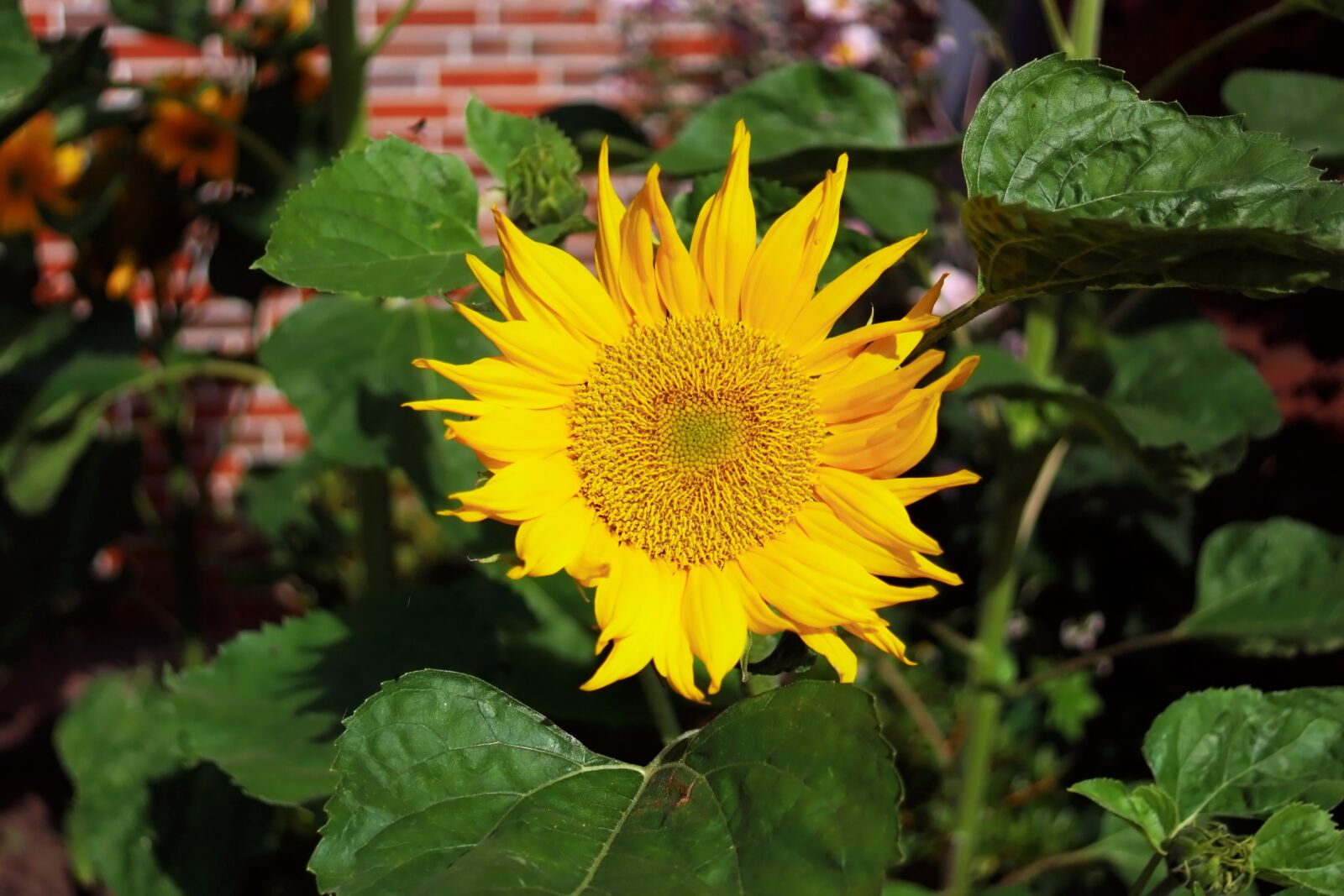 Sony SLT-A68 sample photo. Sunflower, yellow, summer photography