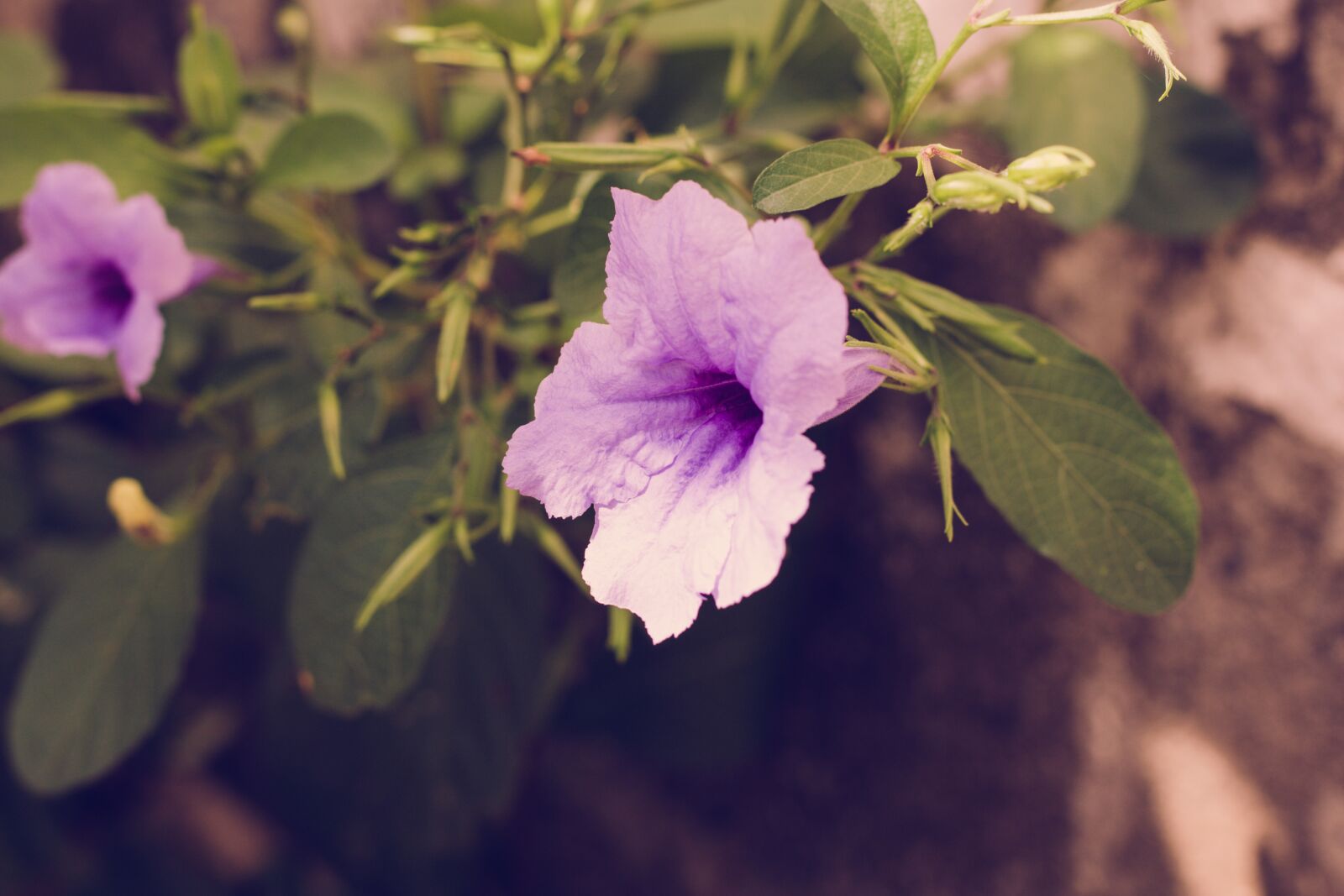 Canon EOS 700D (EOS Rebel T5i / EOS Kiss X7i) + Canon EF 50mm F1.8 STM sample photo. Flower, plant, purple photography