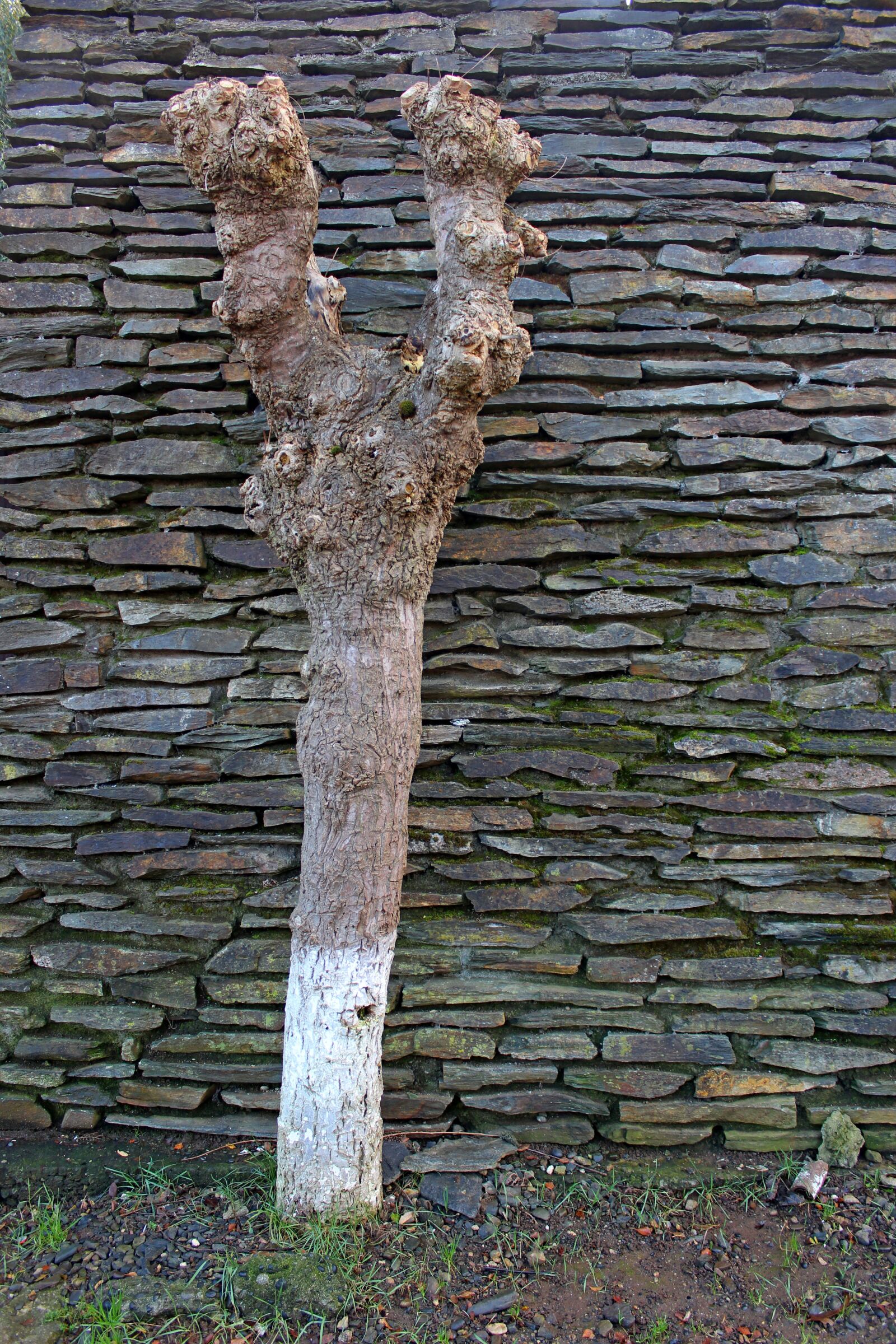 Canon EOS 1200D (EOS Rebel T5 / EOS Kiss X70 / EOS Hi) sample photo. Tree, trunk, spring photography