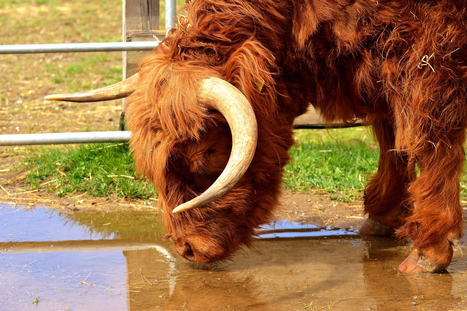Nikon D3200 sample photo. Highland beef, drink, water photography