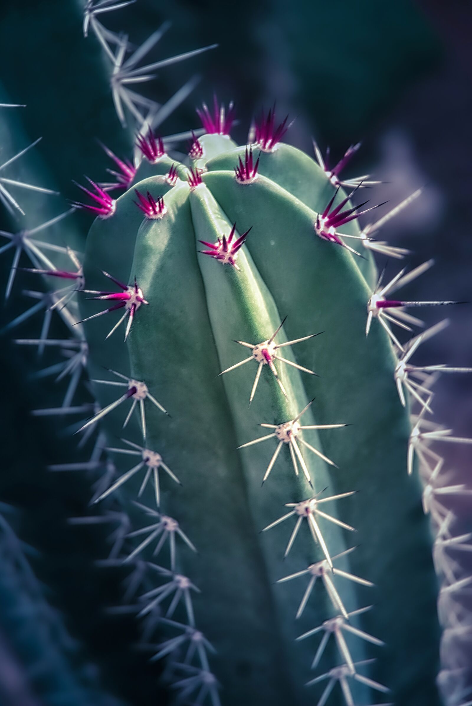 Nikon D200 sample photo. Cactus, botany, plant photography