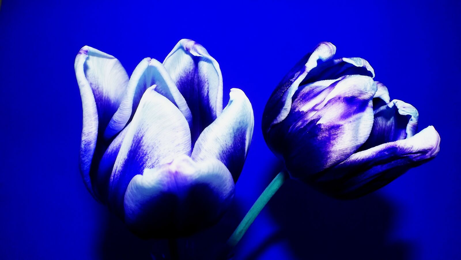 Fujifilm FinePix S3400 sample photo. Flowers, blue, color photography