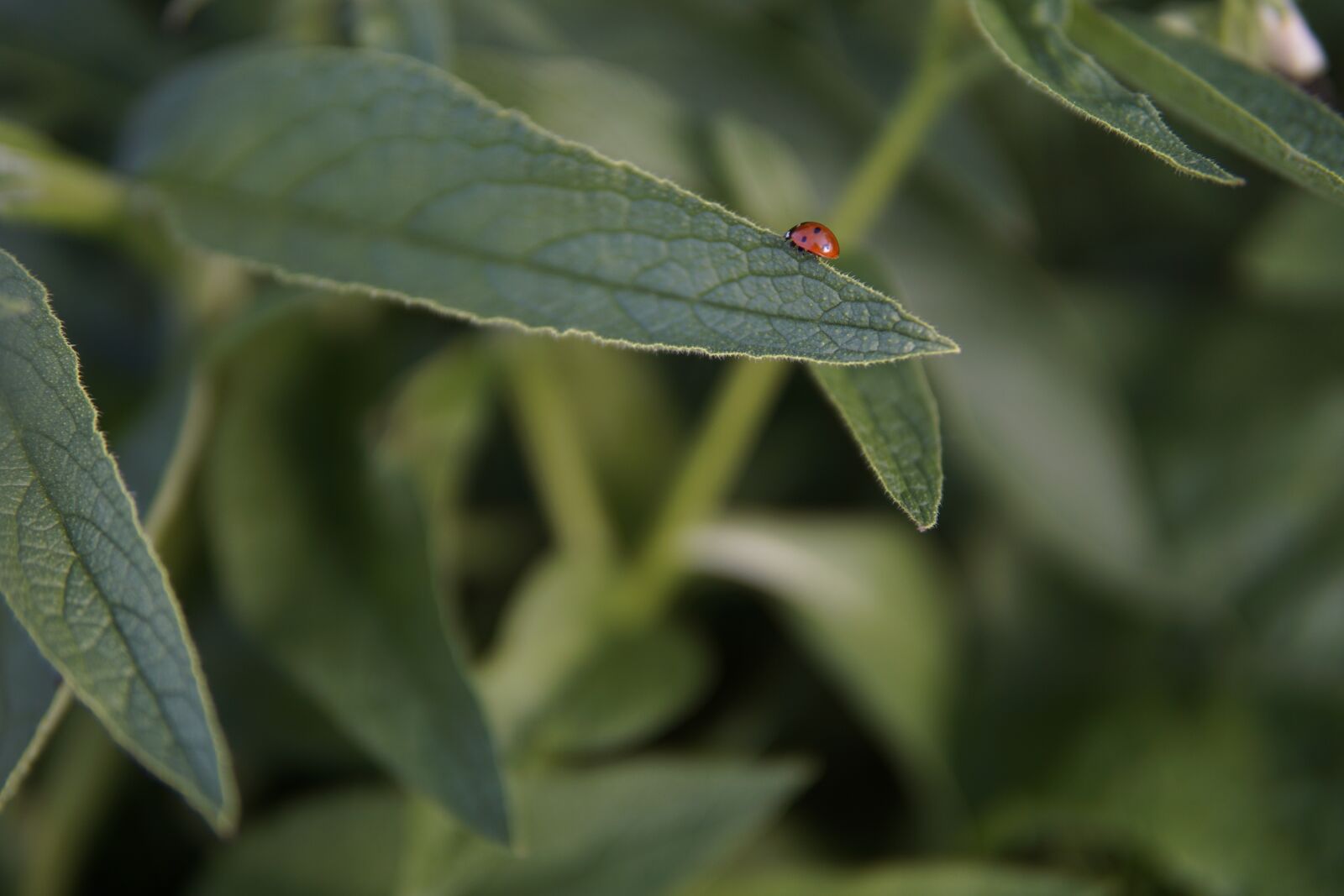 Sony a6000 + 30mm F1.4 DC DN | Contemporary 016 sample photo. Ladybug, leaf, sunlight photography