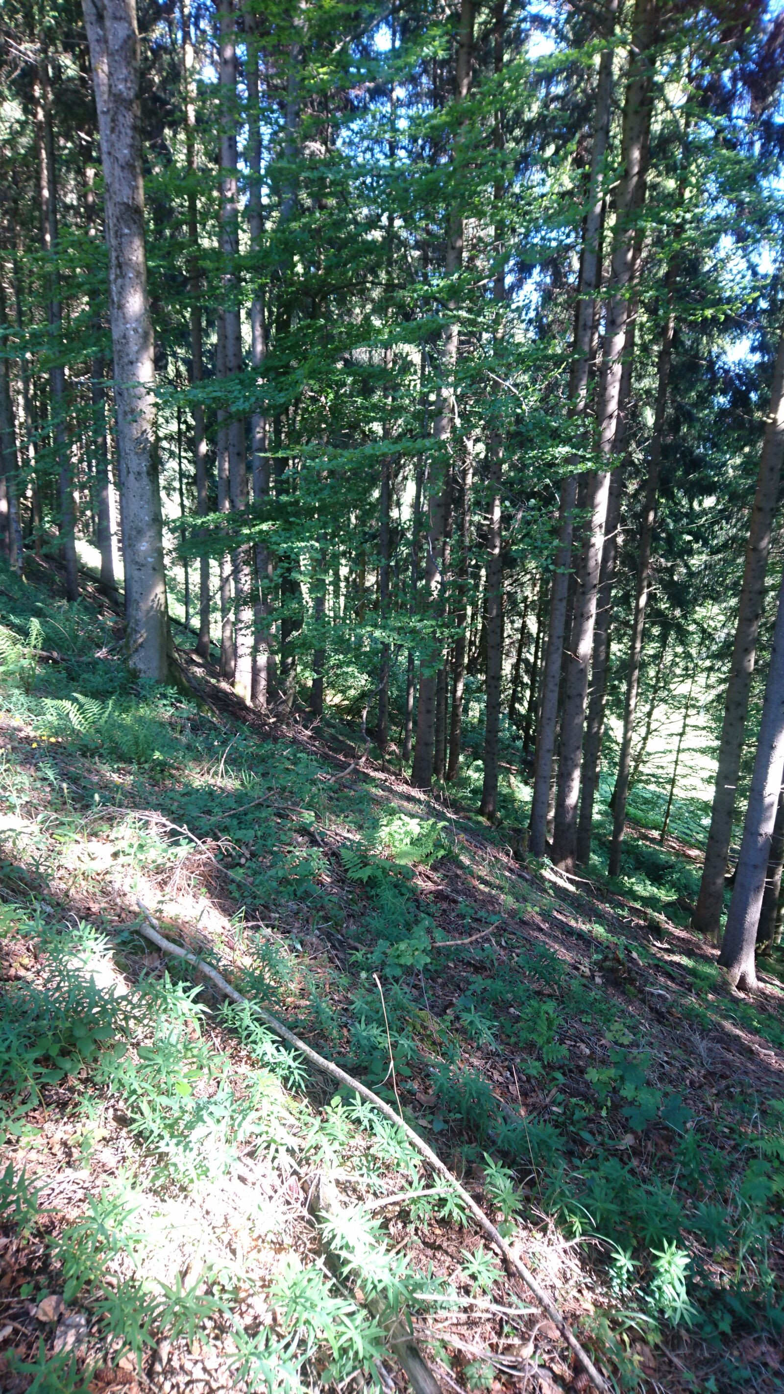 Sony Xperia Z5 Compact sample photo. Abyss, trees, spruce photography