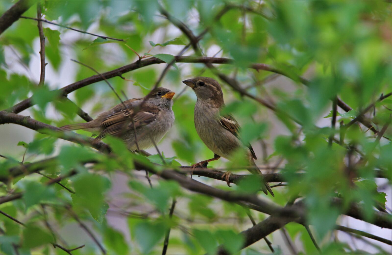 Tamron SP 150-600mm F5-6.3 Di VC USD sample photo. Sparrow, songbird, bird photography