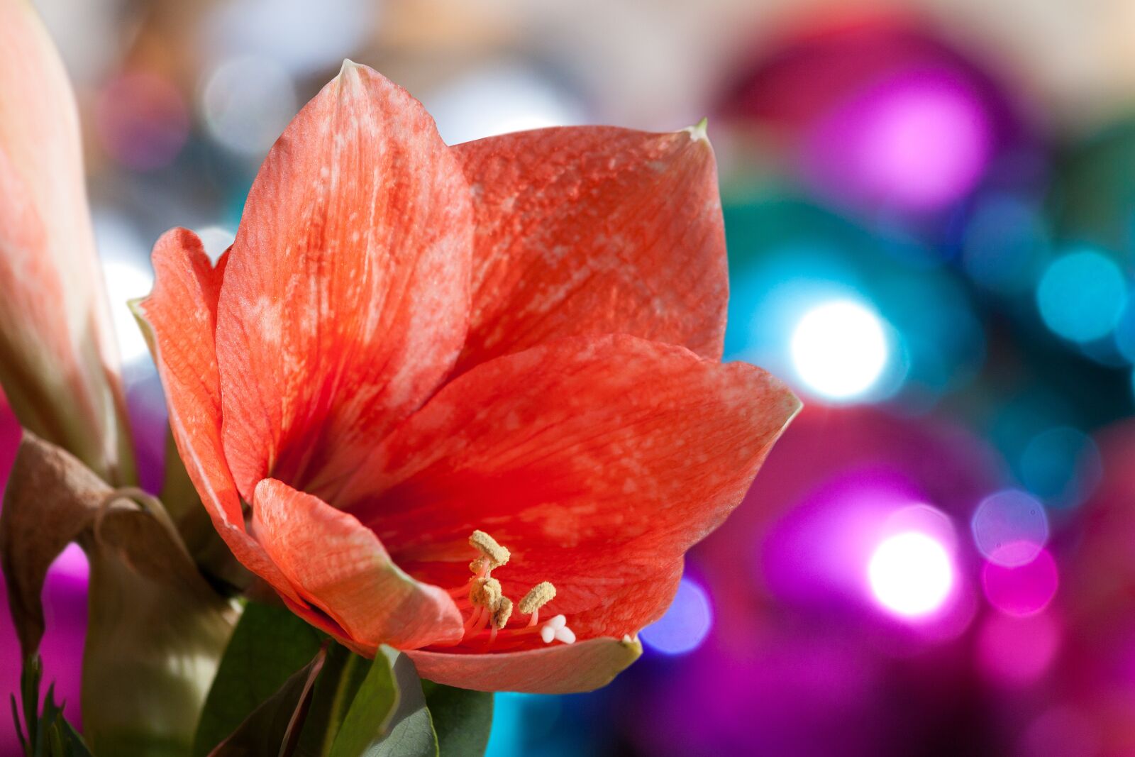 Canon EOS 50D sample photo. Amaryllis, salmon pink, blossom photography