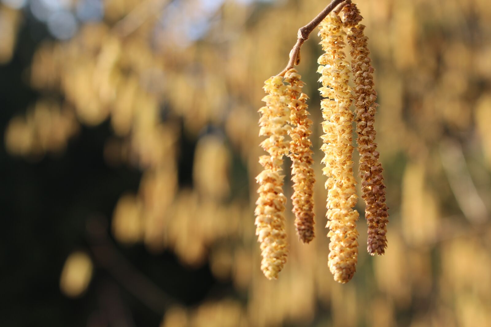 Canon EOS 700D (EOS Rebel T5i / EOS Kiss X7i) sample photo. Tree, flower, spring photography