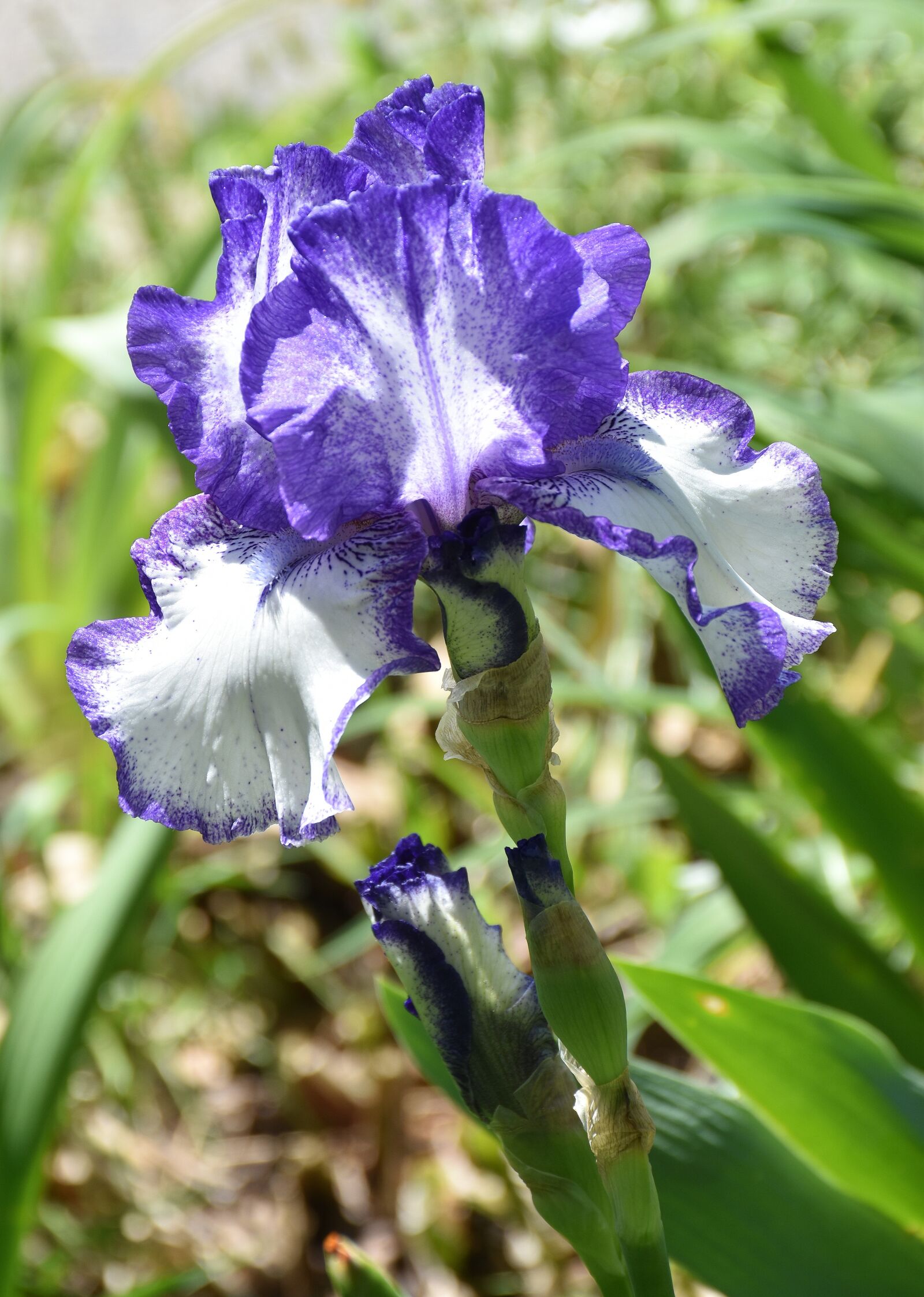Nikon D5500 sample photo. Blue iris, blue flower photography