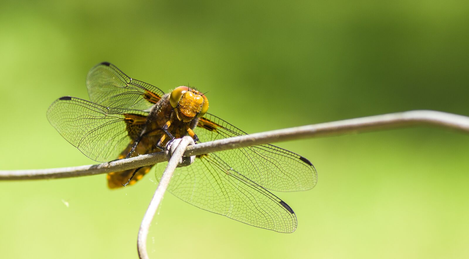 Pentax K-70 + Tamron SP AF 90mm F2.8 Di Macro sample photo. Insect, nature, dragonfly photography