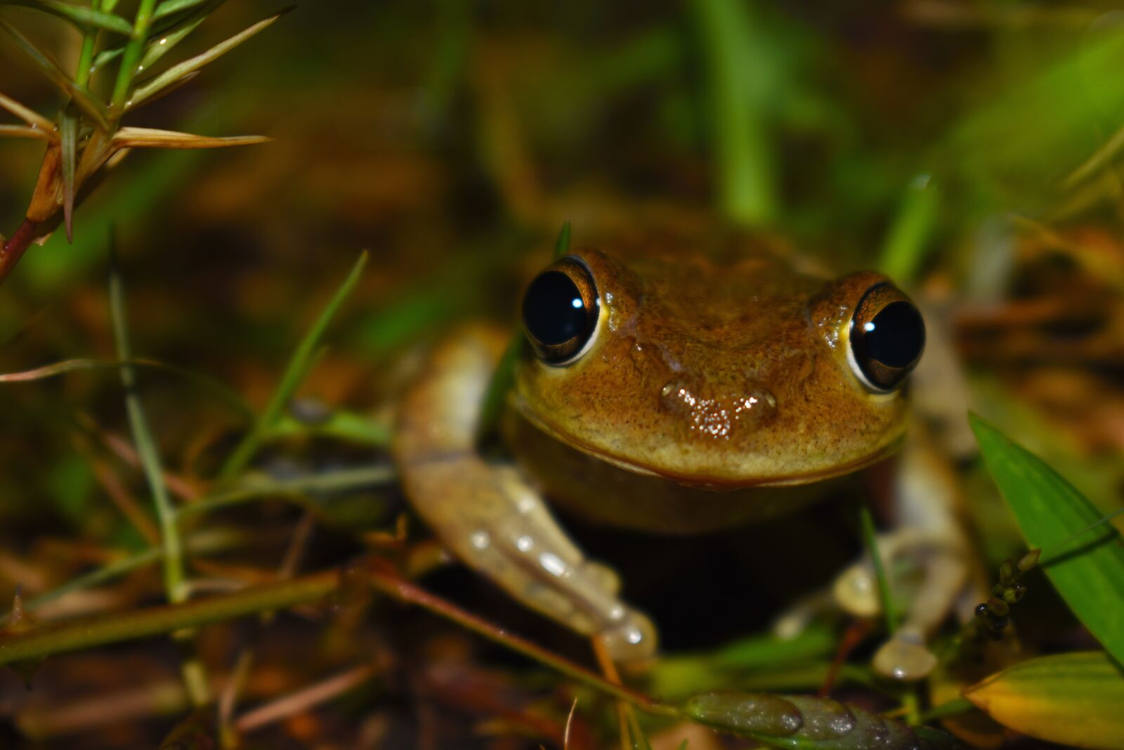 Nikon D3400 sample photo. Nature, frog, soil photography