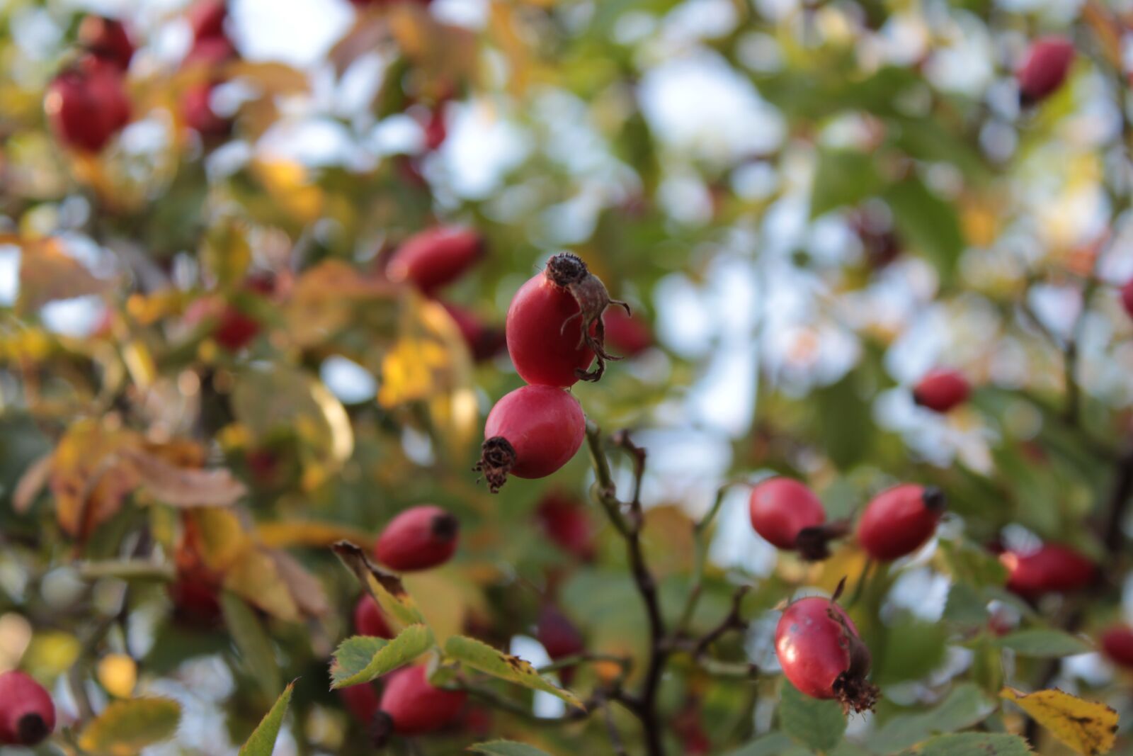 Canon EOS 1300D (EOS Rebel T6 / EOS Kiss X80) sample photo. Rose hip, autumn, nature photography