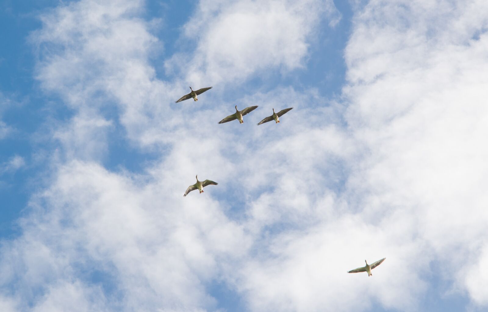 Nikon D610 sample photo. Geese, flying, clouds photography