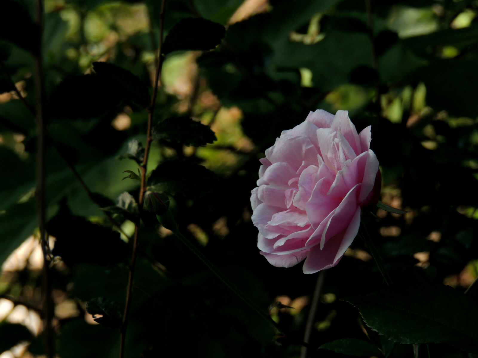 Nikon Coolpix P510 sample photo
