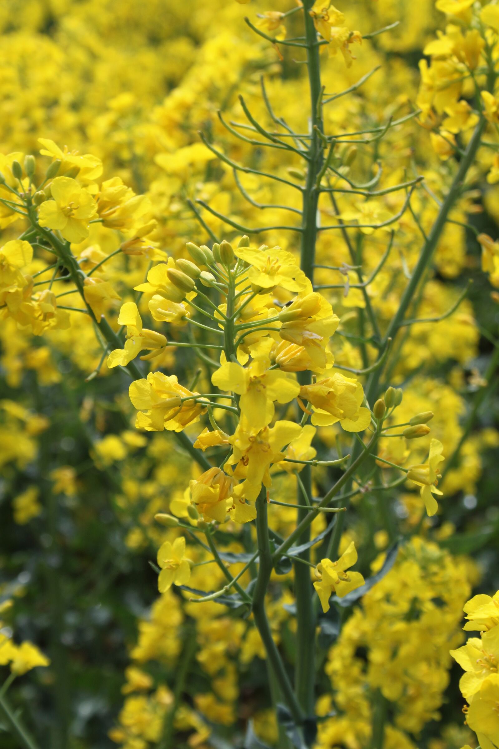 Canon EOS 500D (EOS Rebel T1i / EOS Kiss X3) sample photo. Rapeseed, spring, yellow photography