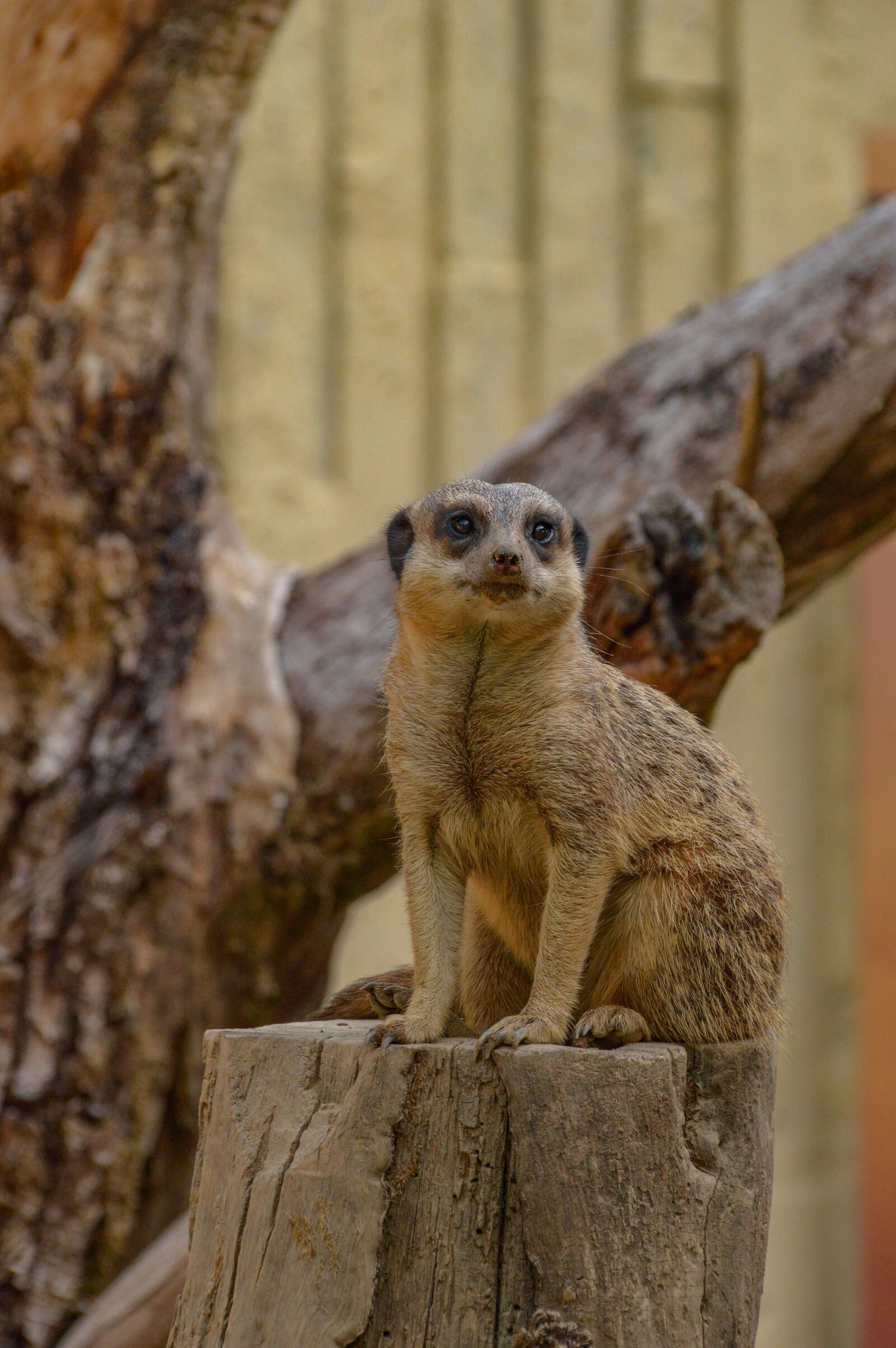 Nikon D3200 sample photo. Animal, meerkat, mammal photography