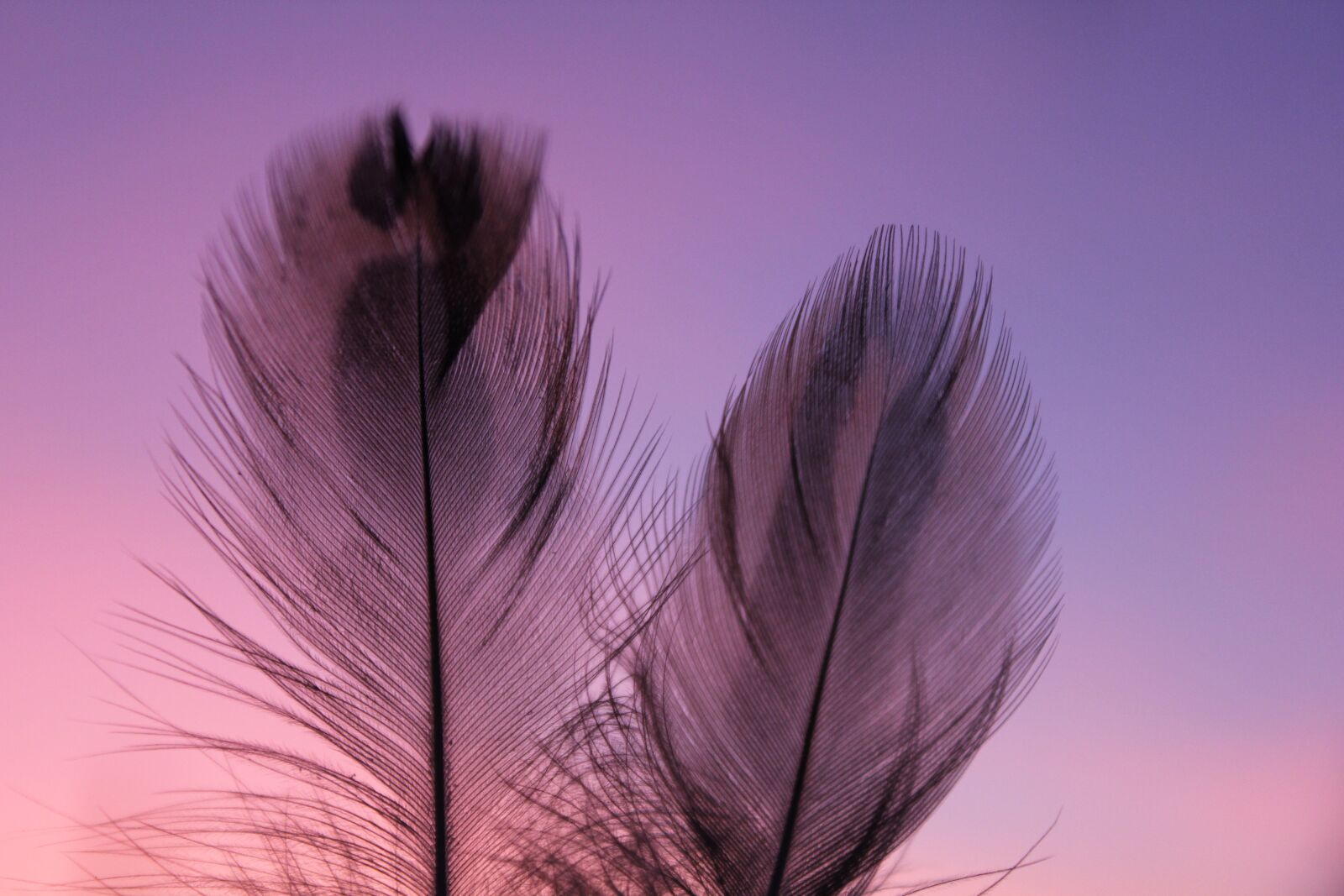 Canon EOS 550D (EOS Rebel T2i / EOS Kiss X4) sample photo. Plumule, feathers, feather photography