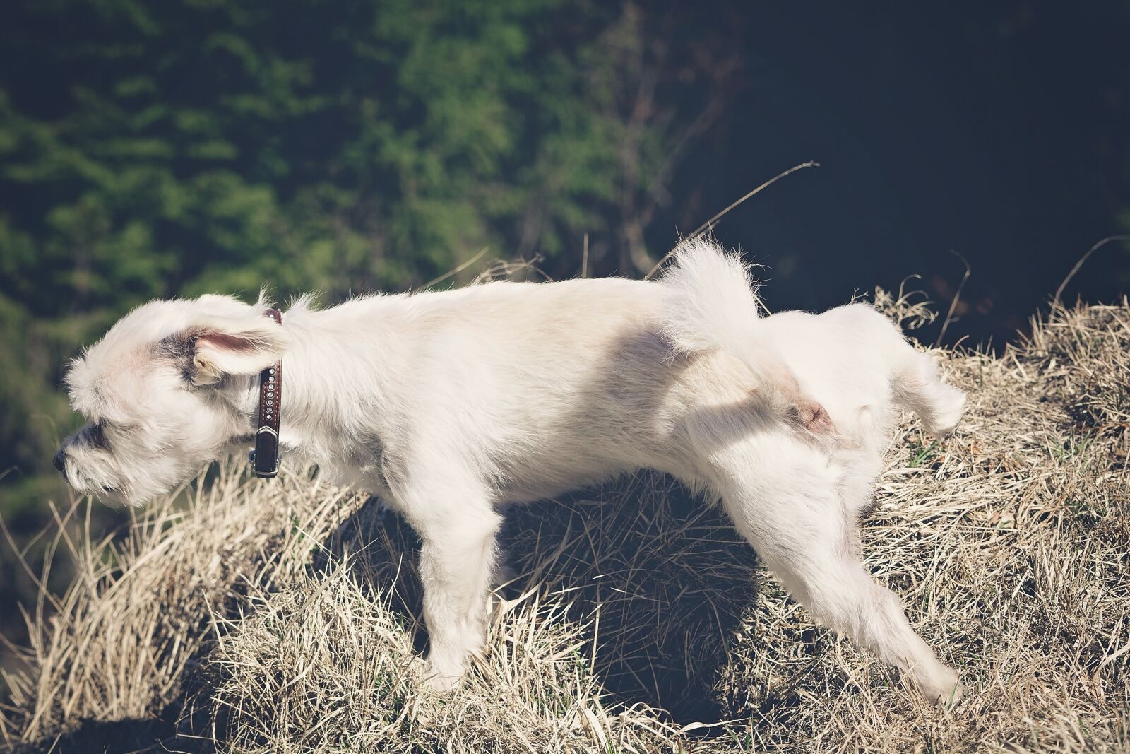 Nikon D7100 sample photo. Dog, white, male photography