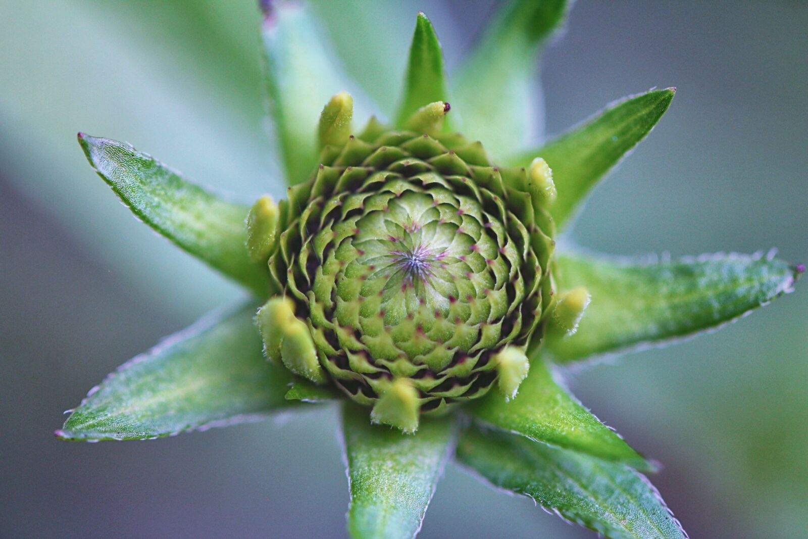 Canon EF 100mm F2.8L Macro IS USM sample photo. Macro, green, color photography