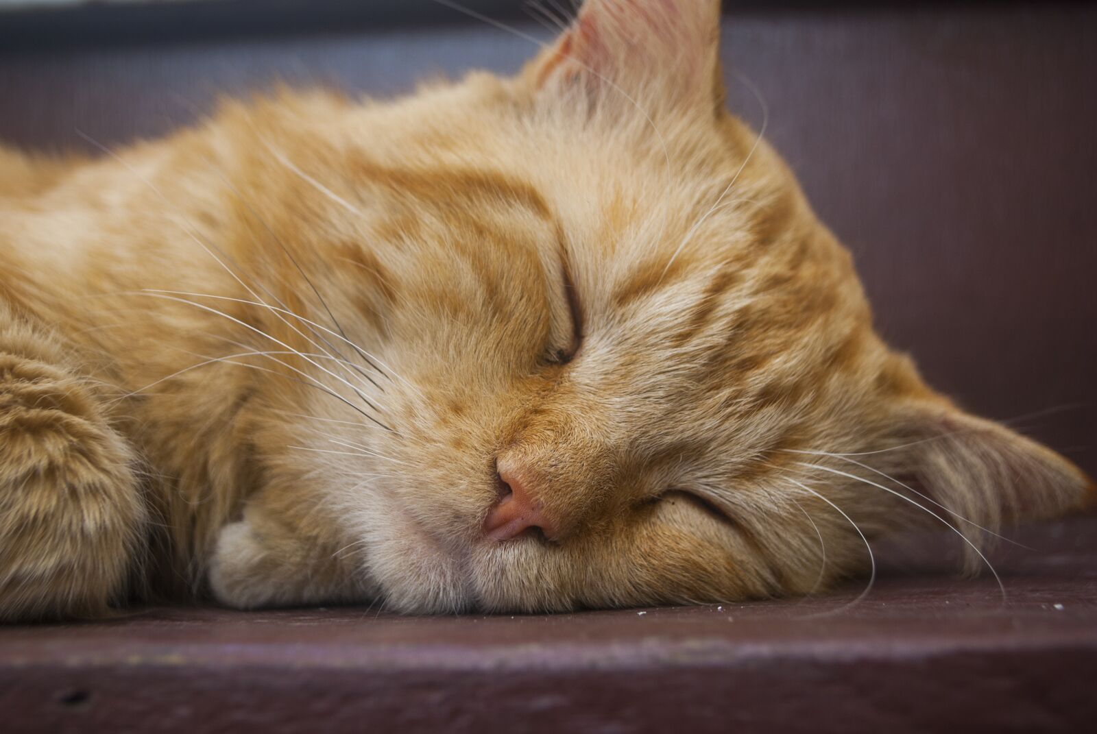 Nikon D60 sample photo. Kitten sleeping, pet, animalia photography